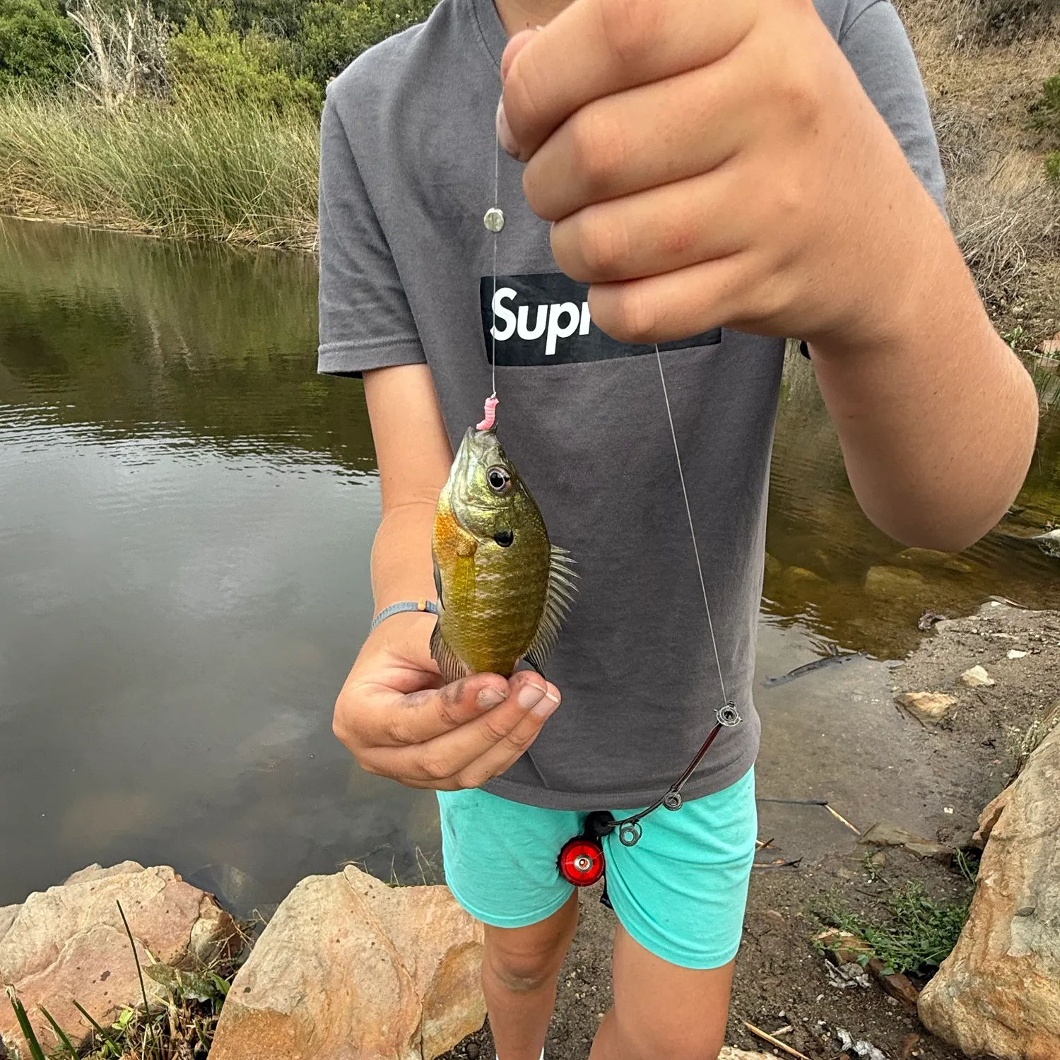 Bluegill caught on Fishbrain