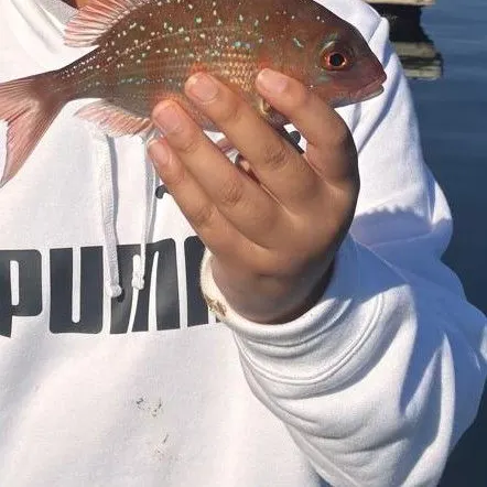 Australasian snapper caught on Fishbrain