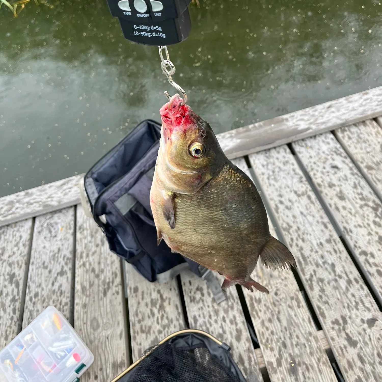 Common bream caught on Fishbrain