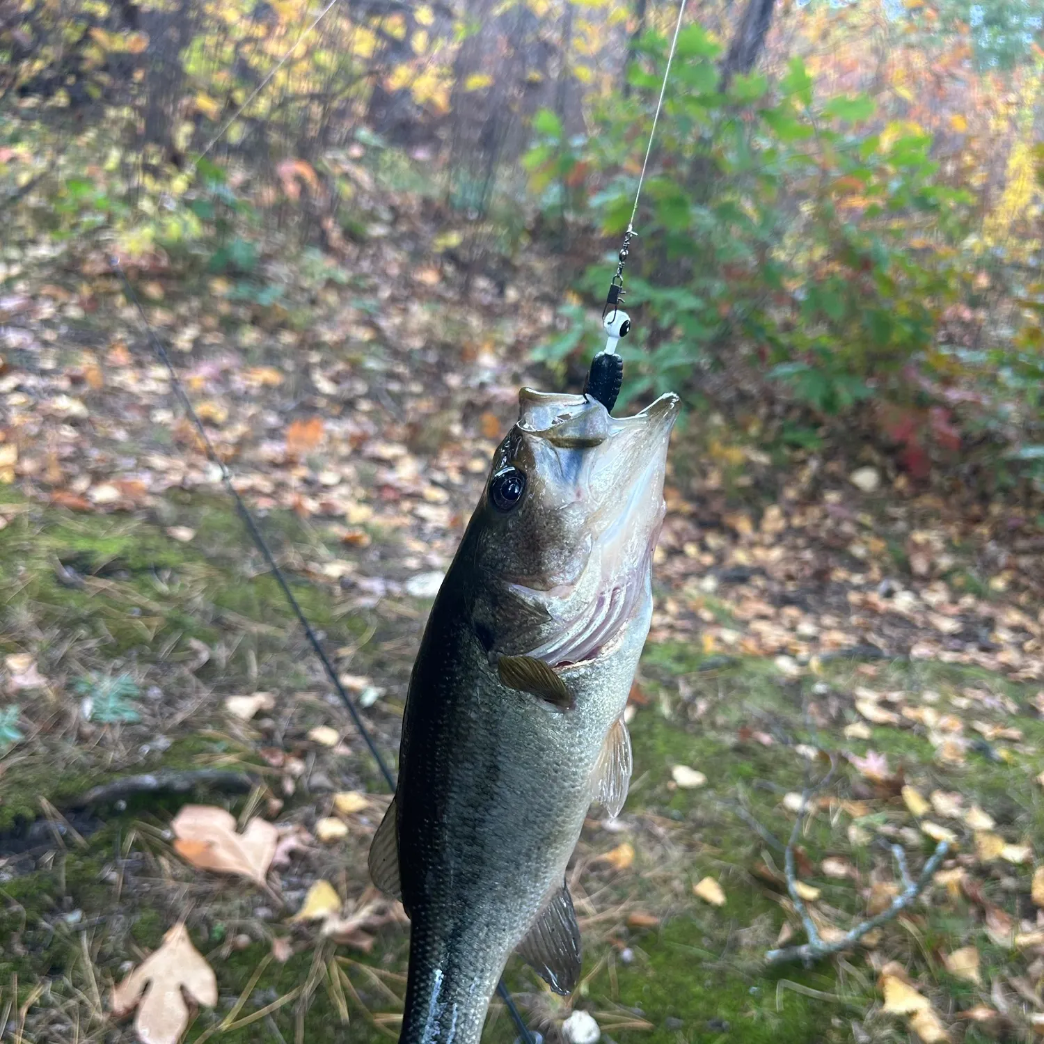 Largemouth bass caught on Fishbrain