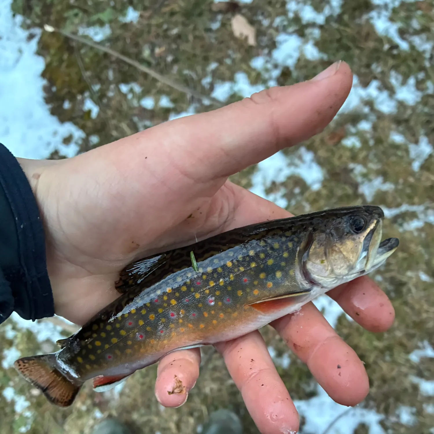 The most recent Brook trout catches on Fishbrain