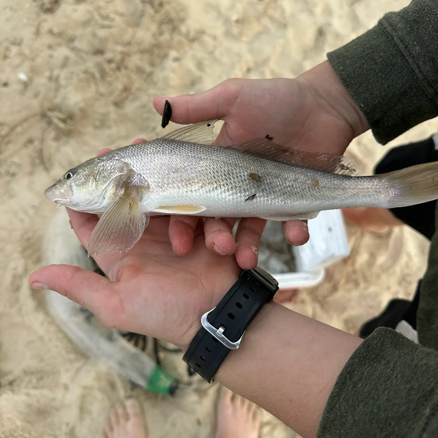 Southern kingcroaker caught on Fishbrain