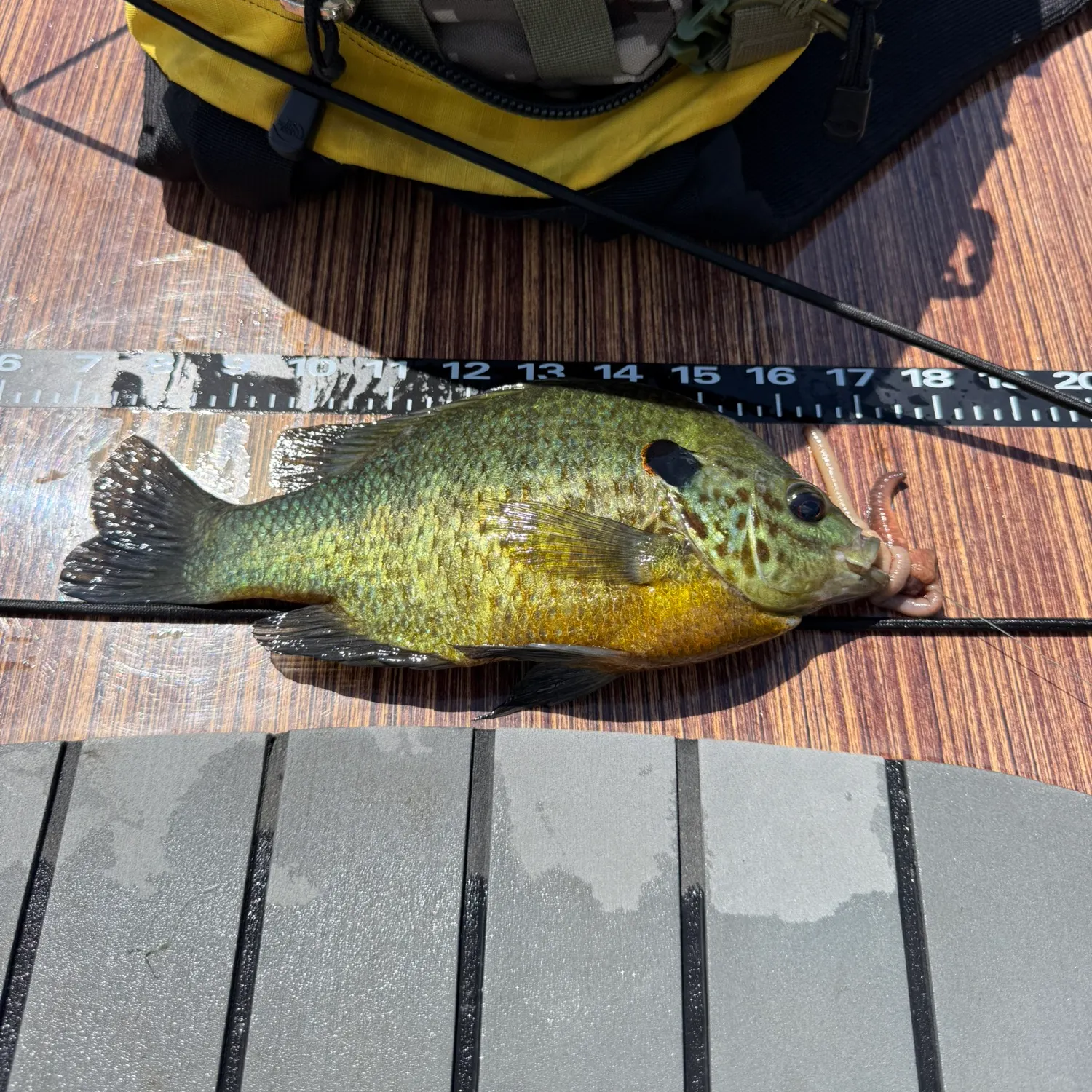 Bluegill caught on Fishbrain