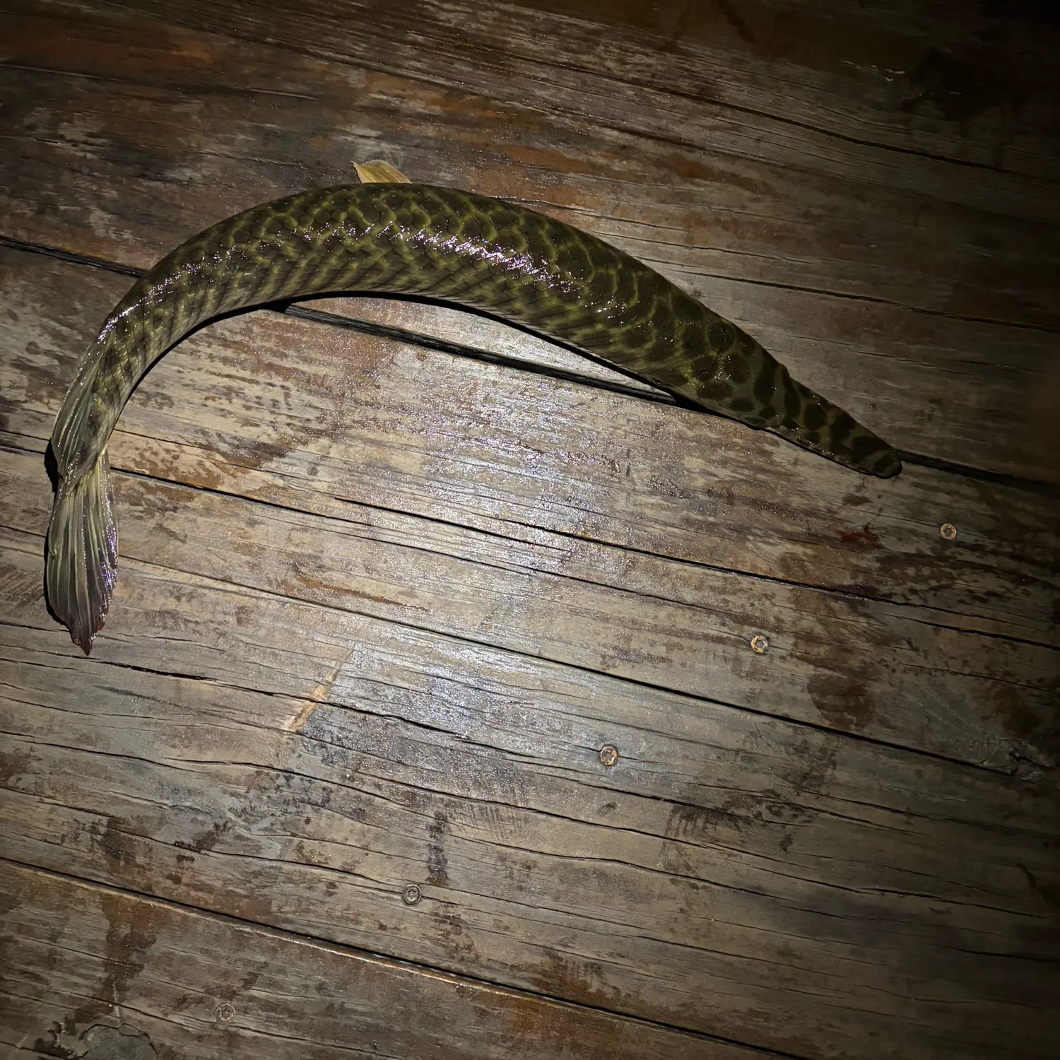 recently logged catches