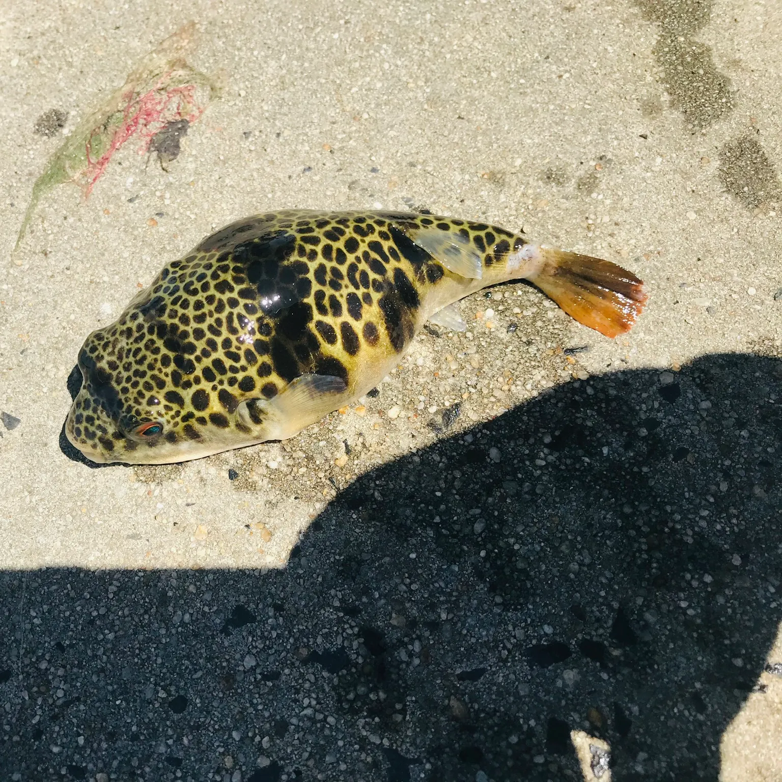 The most recent Smooth toadfish catches on Fishbrain