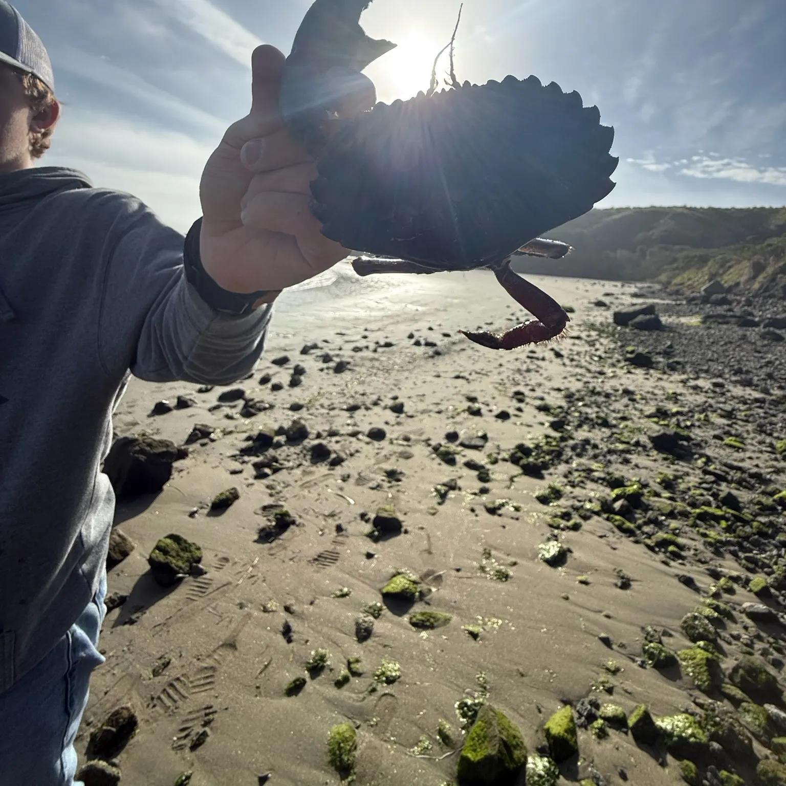 The most recent Pacific rock crab catches on Fishbrain