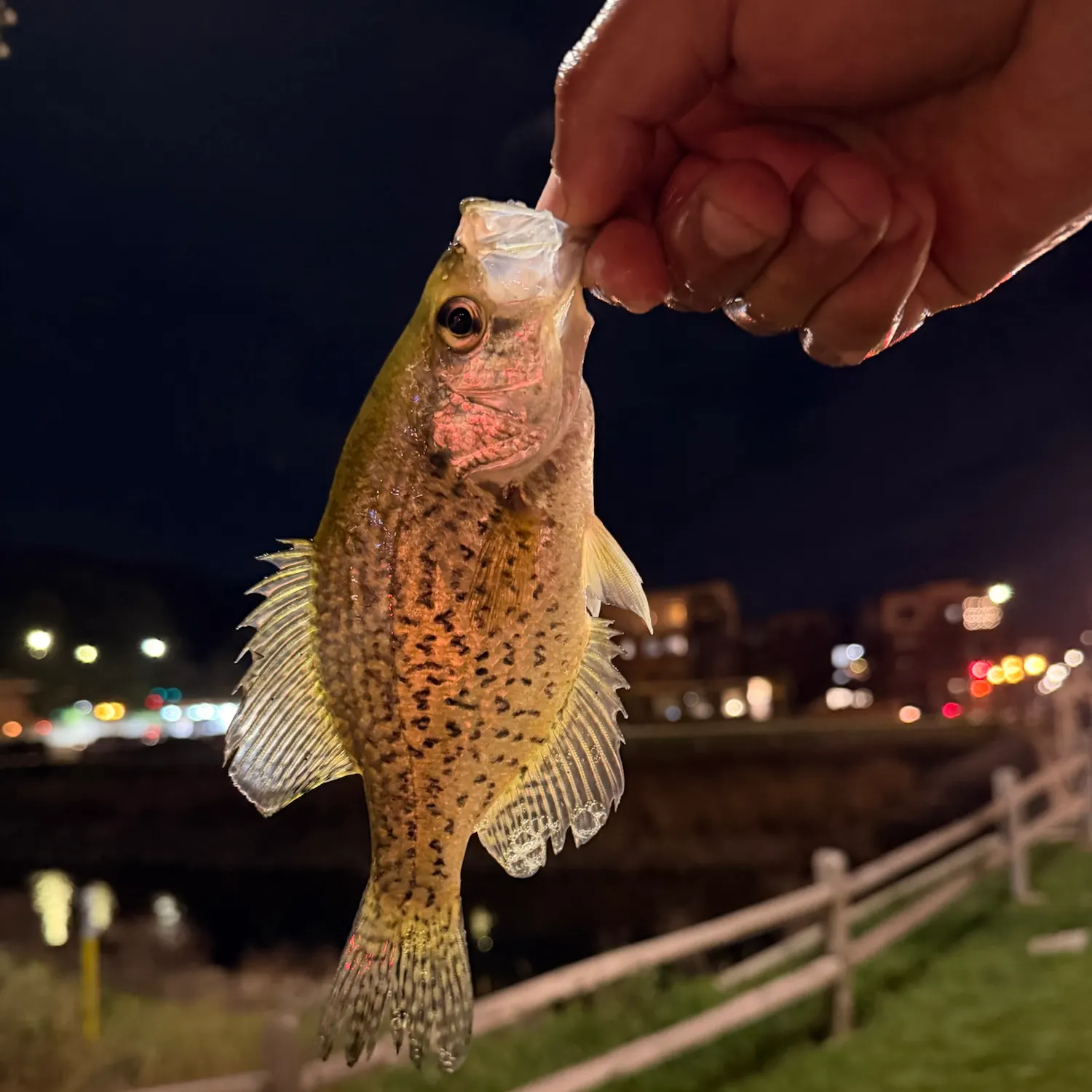 Black crappie caught on Fishbrain