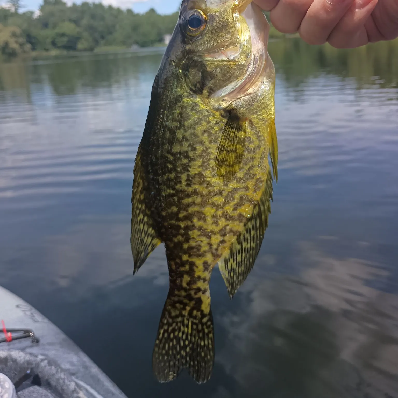 Black crappie caught on Fishbrain