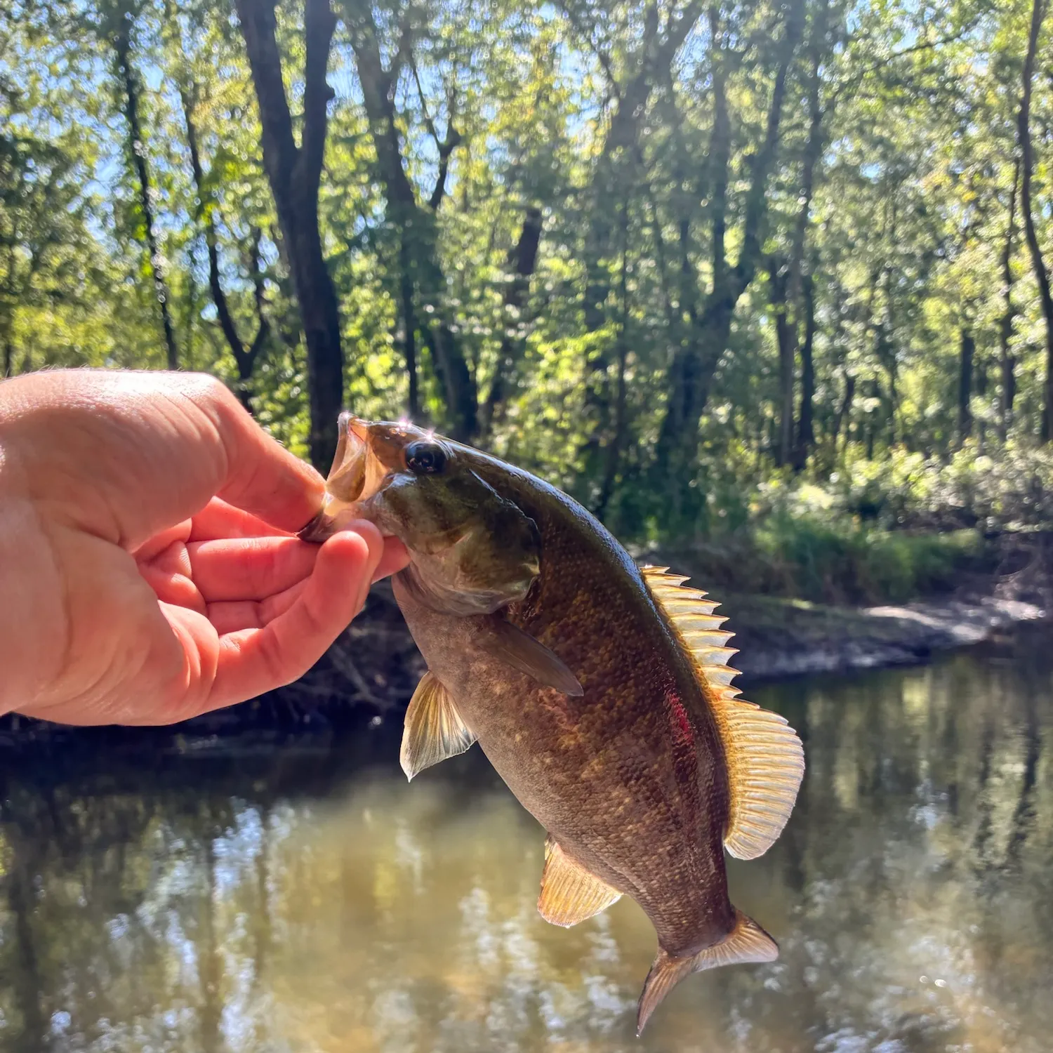Smallmouth bass caught on Fishbrain