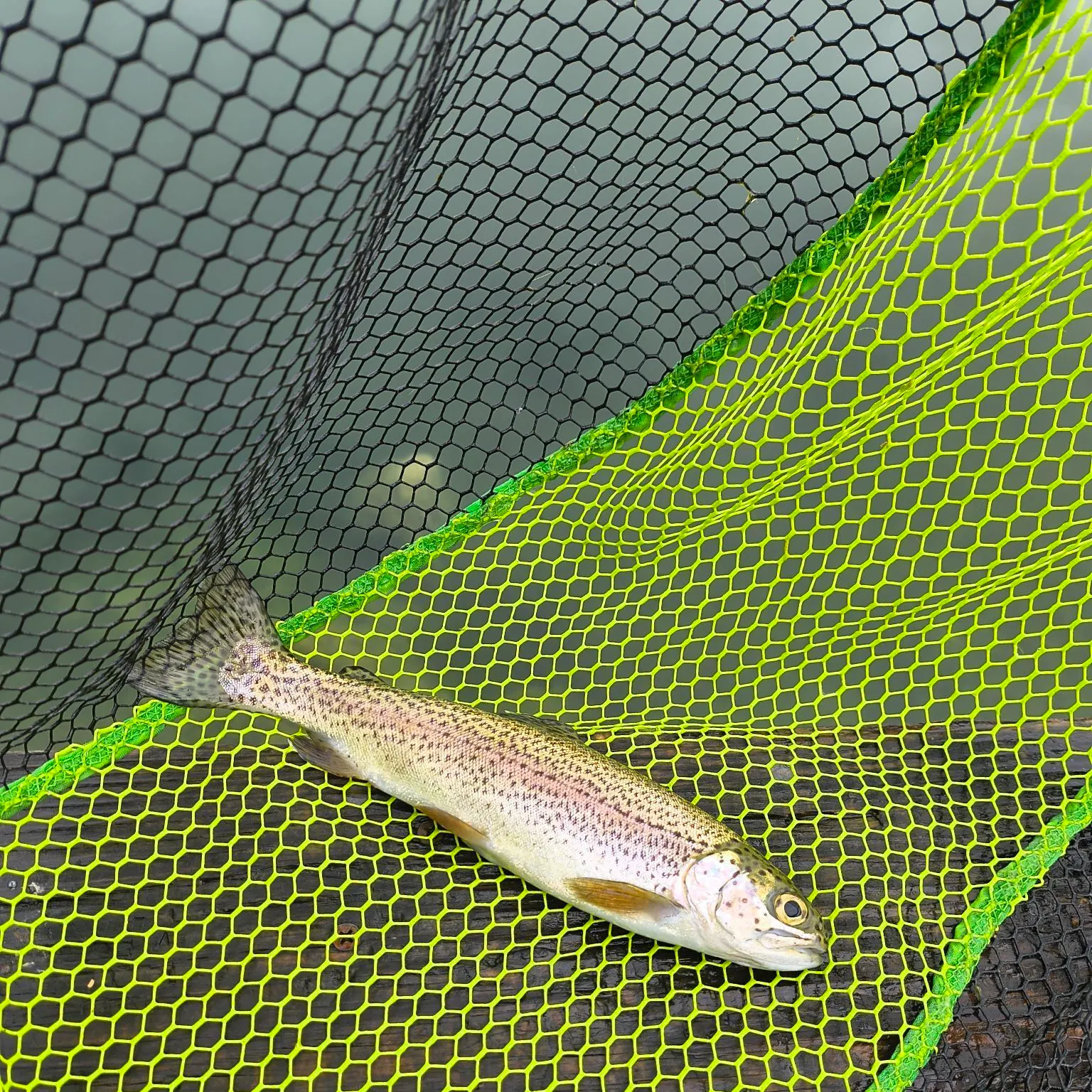 Rainbow trout caught on Fishbrain