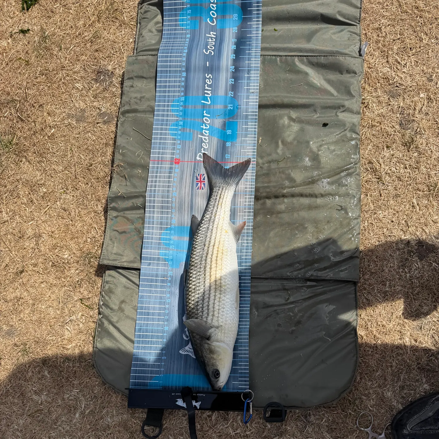 The most recent Thicklip grey mullet catches on Fishbrain