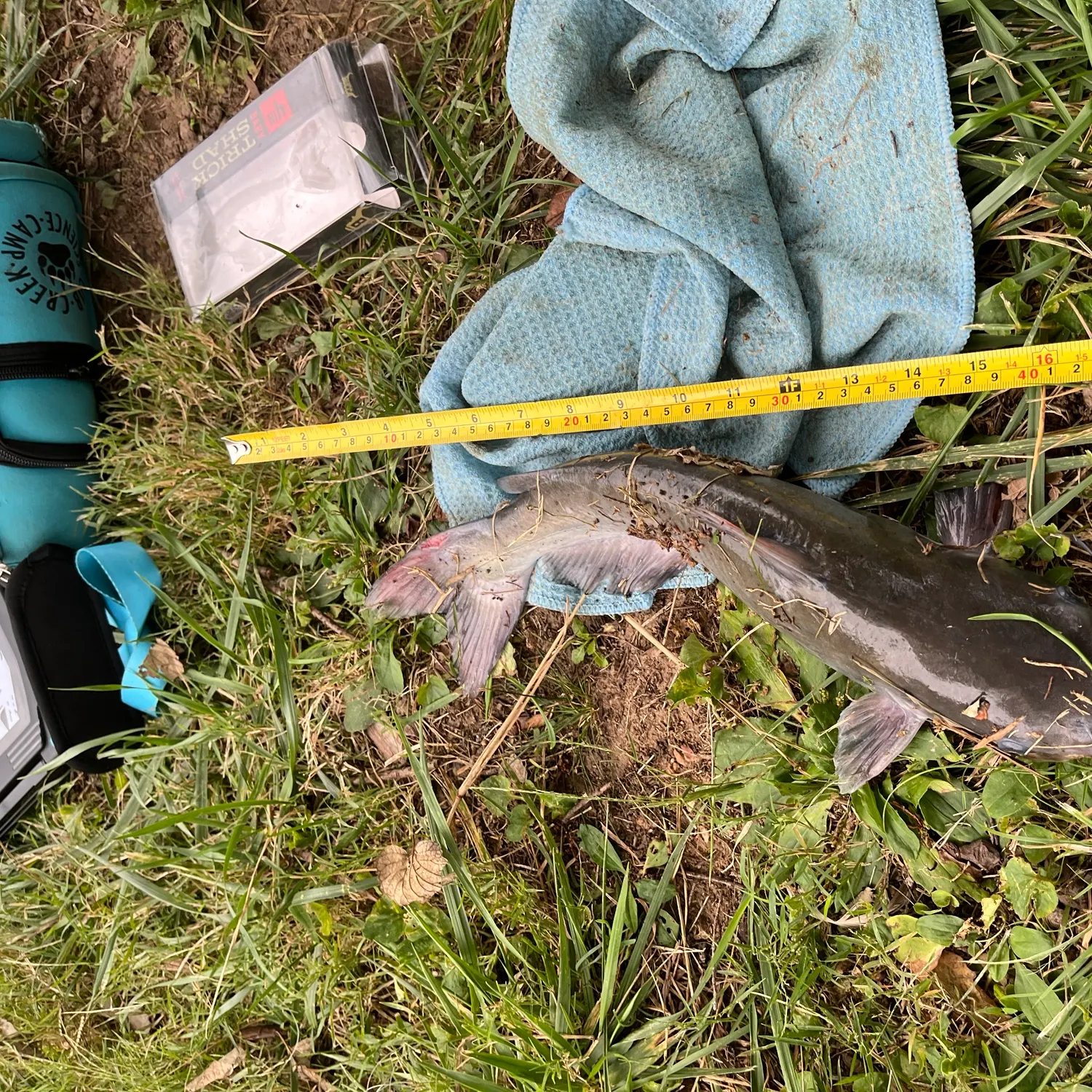 Channel catfish caught on Fishbrain