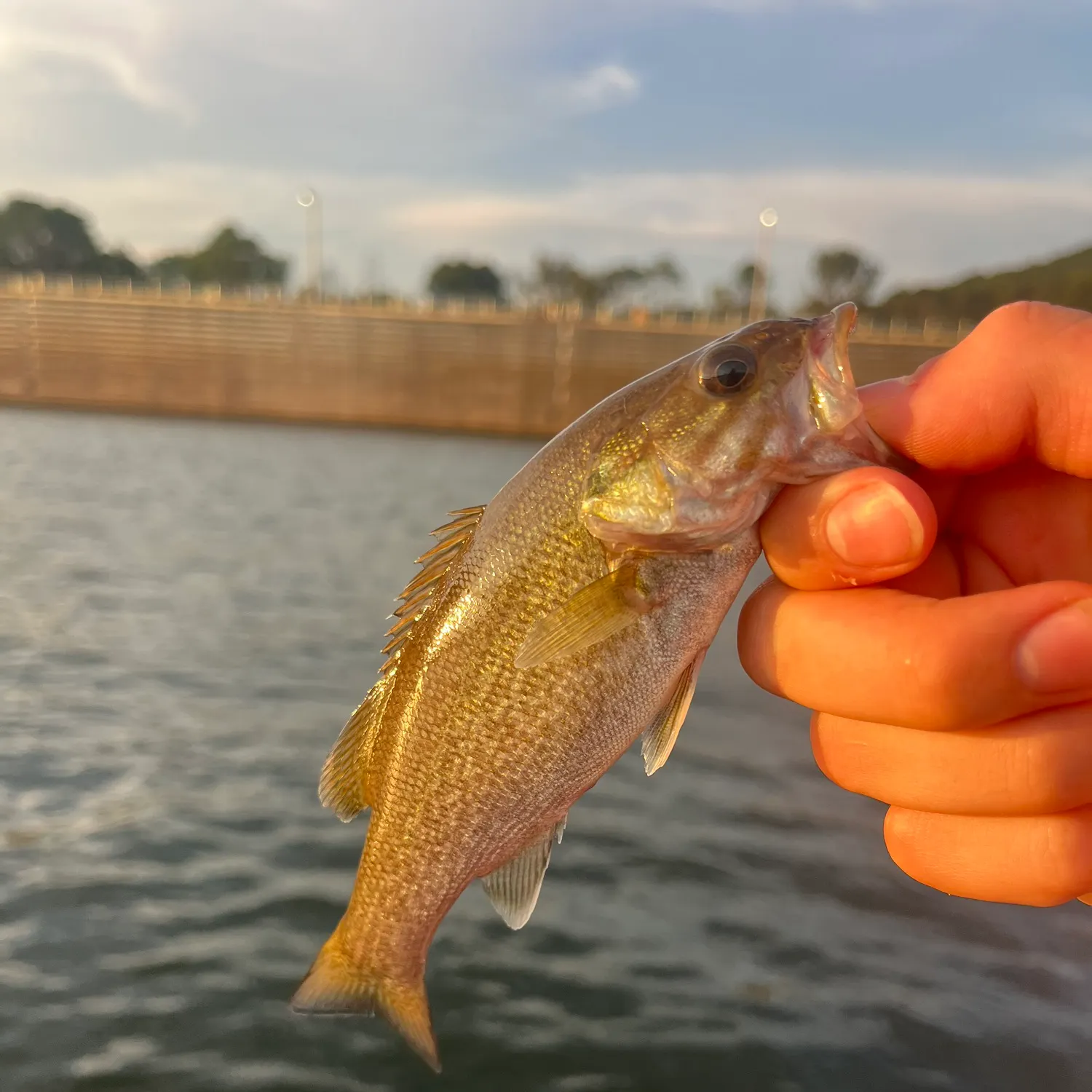 Smallmouth bass caught on Fishbrain