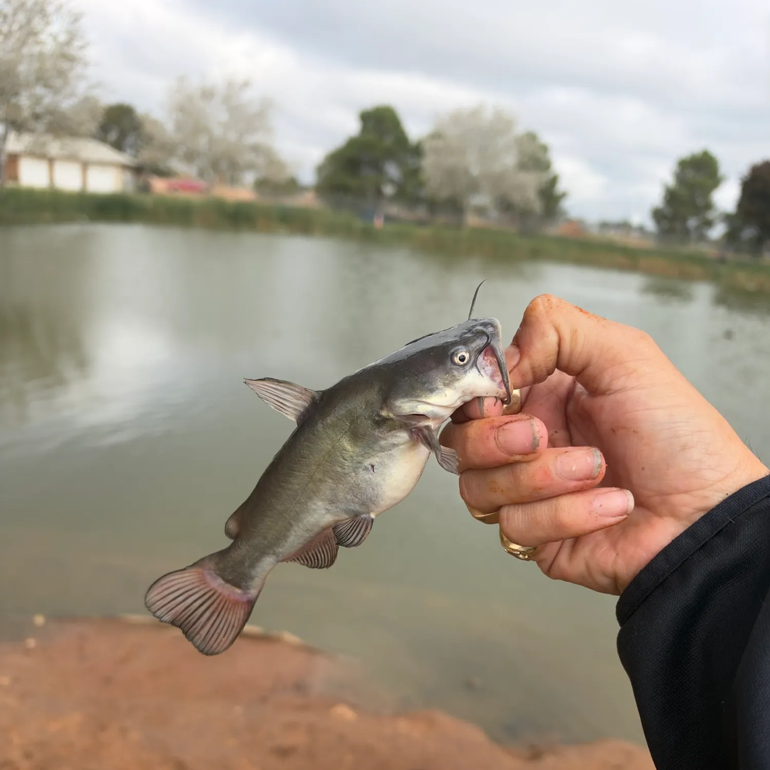 Black bullhead caught on Fishbrain