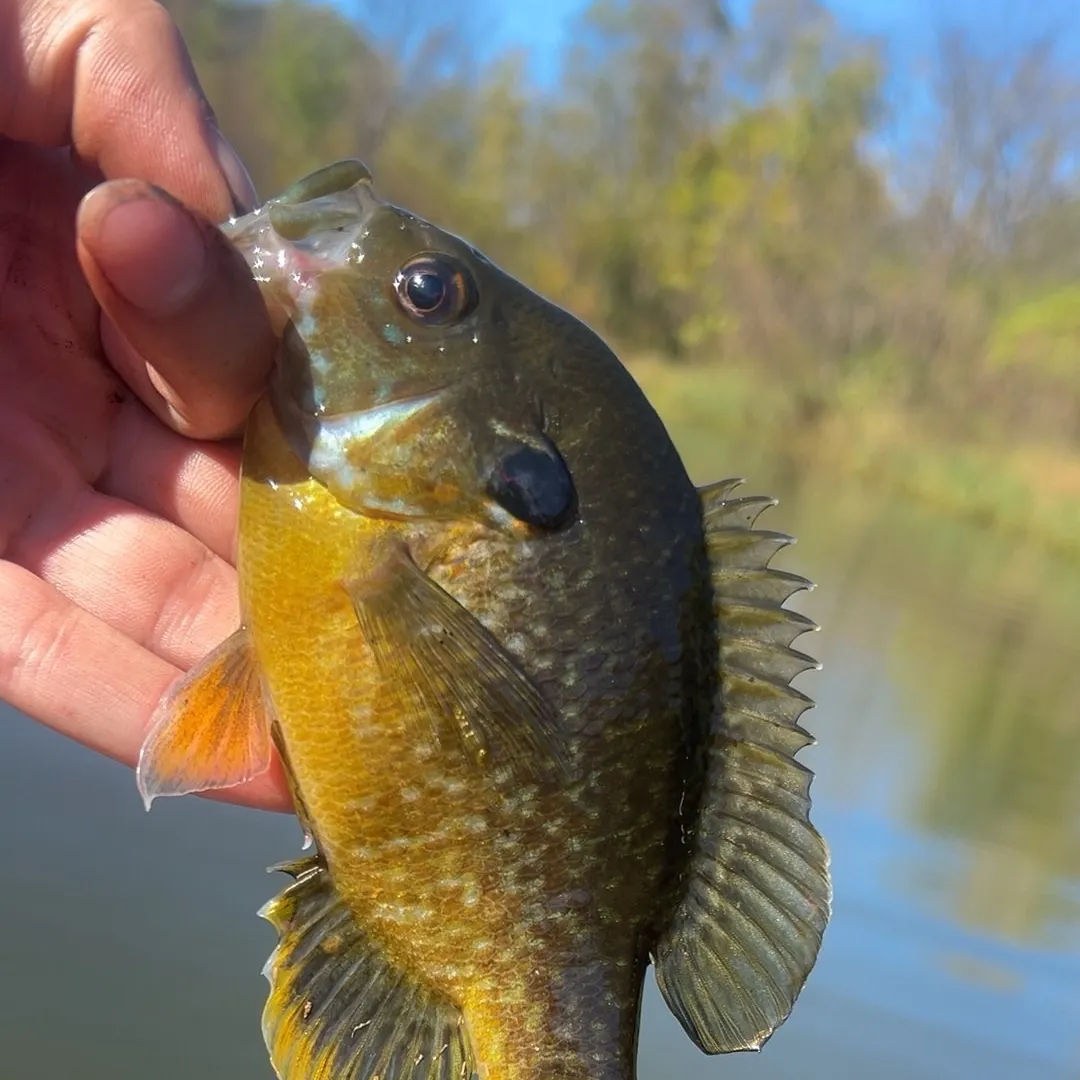 Greengill hybrid caught on Fishbrain
