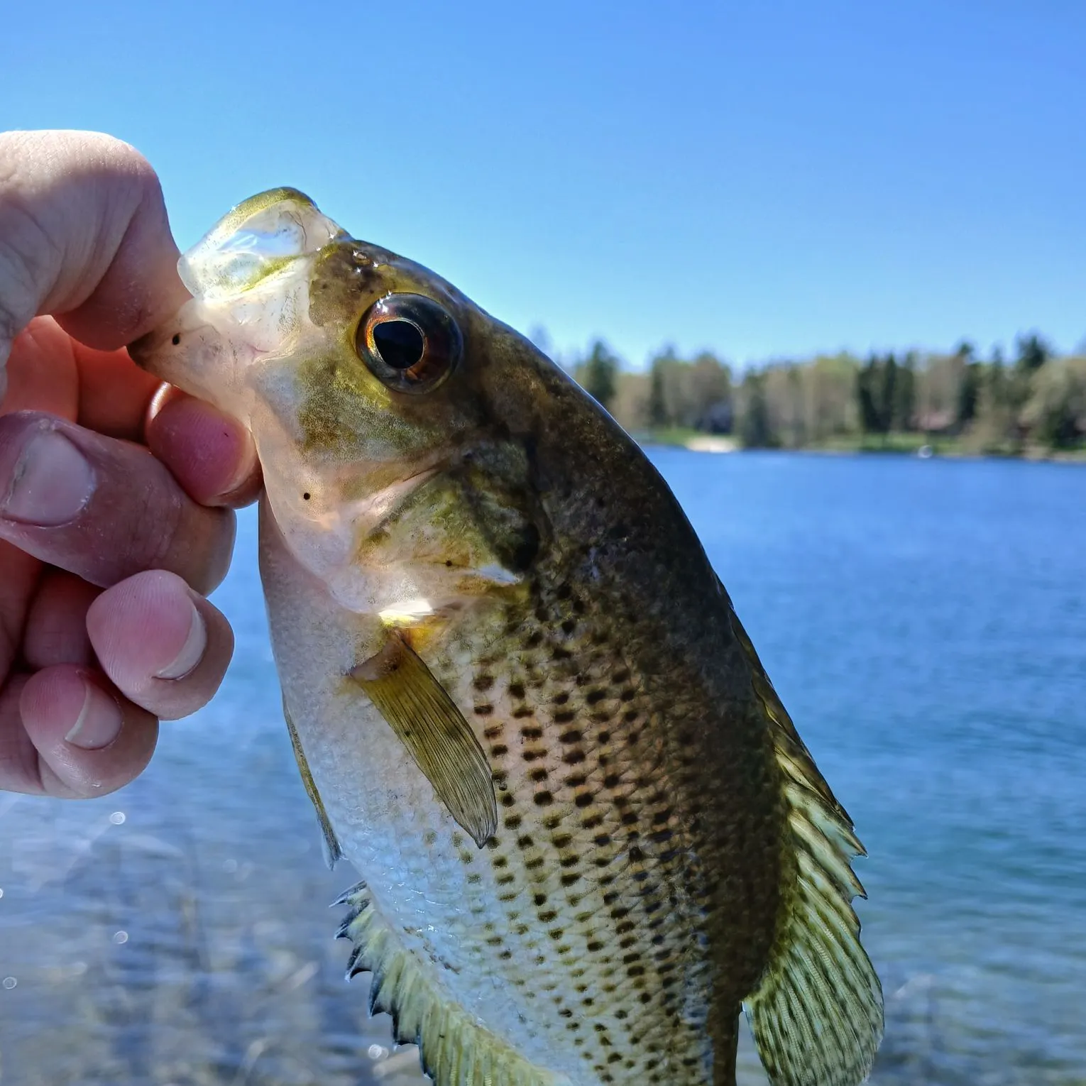 Rock bass caught on Fishbrain