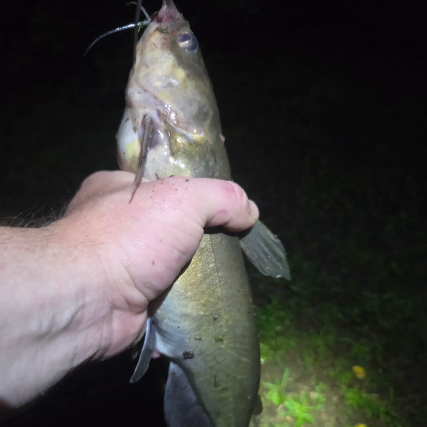 Channel catfish caught on Fishbrain