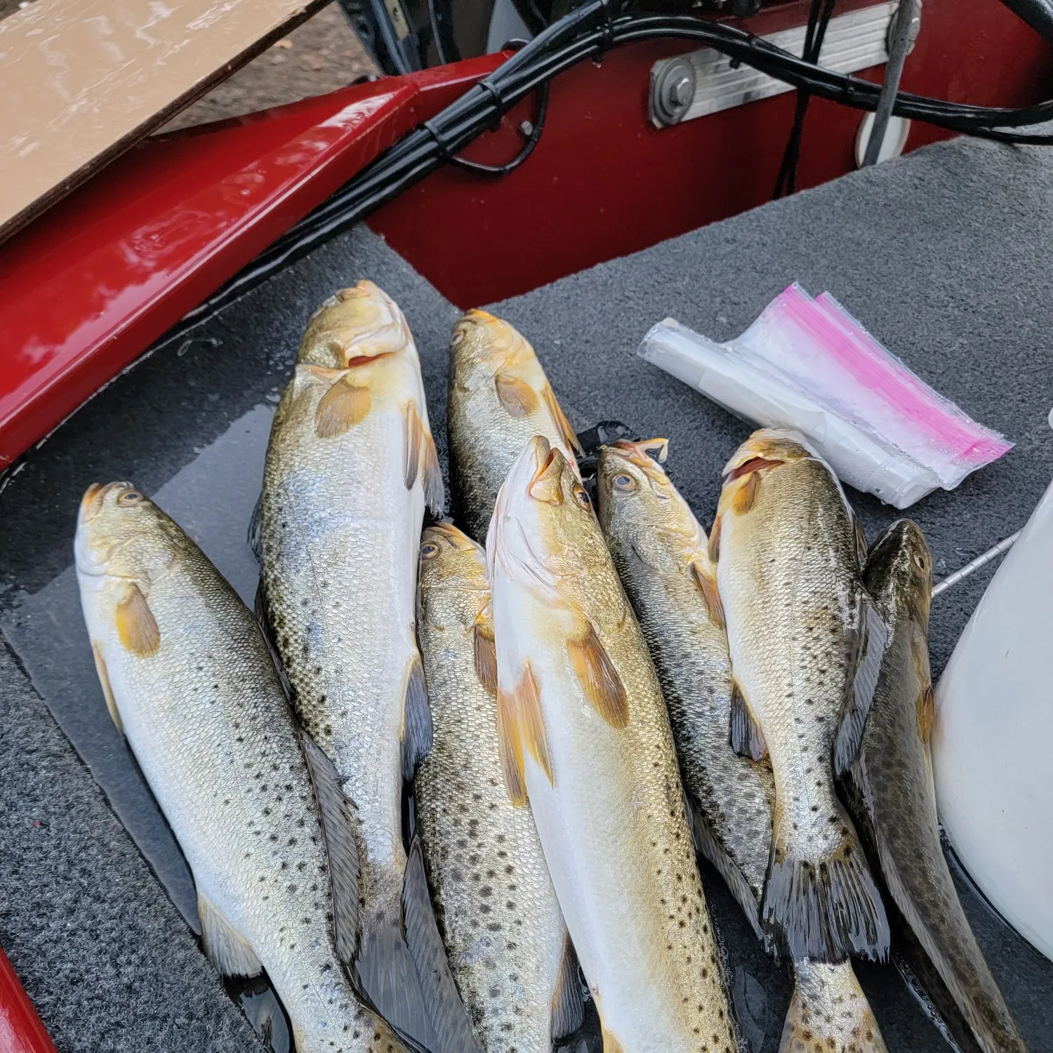 recently logged catches