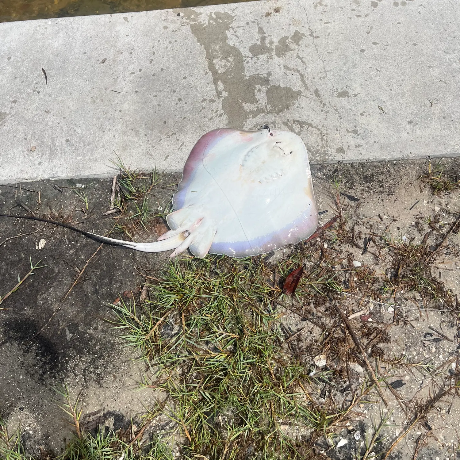 The most recent Southern stingray catches on Fishbrain