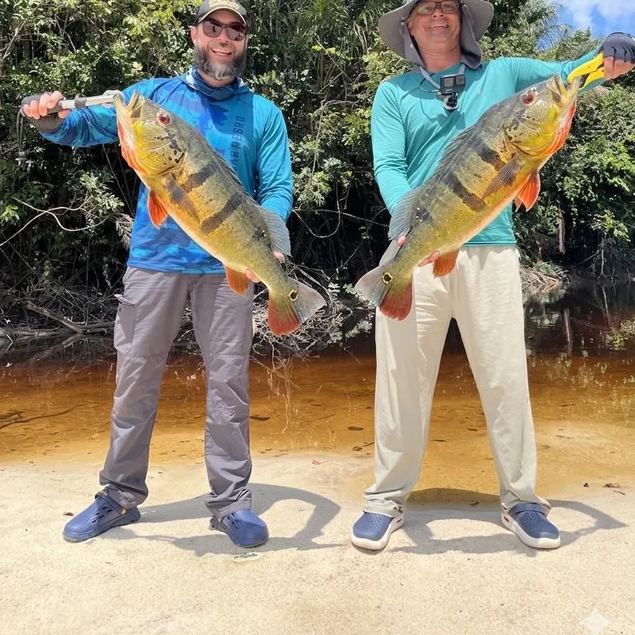 The most recent Speckled peacock bass catches on Fishbrain