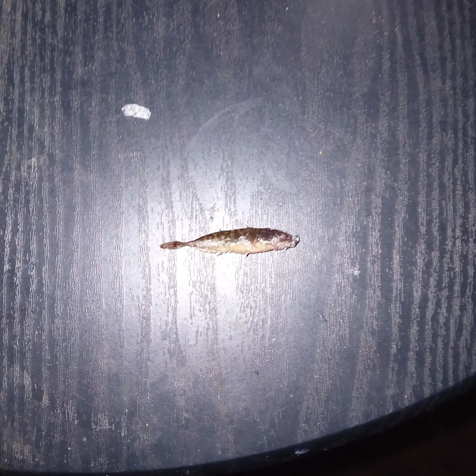 The most recent Zander catches on Fishbrain