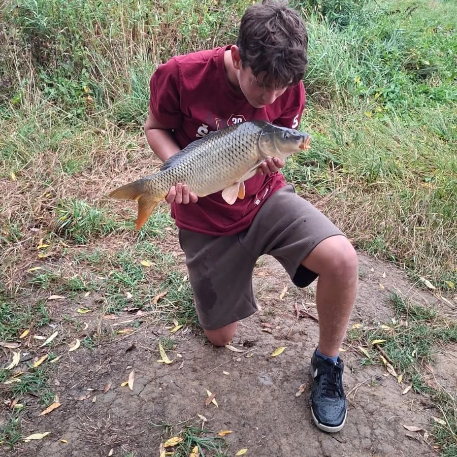 Common carp caught on Fishbrain