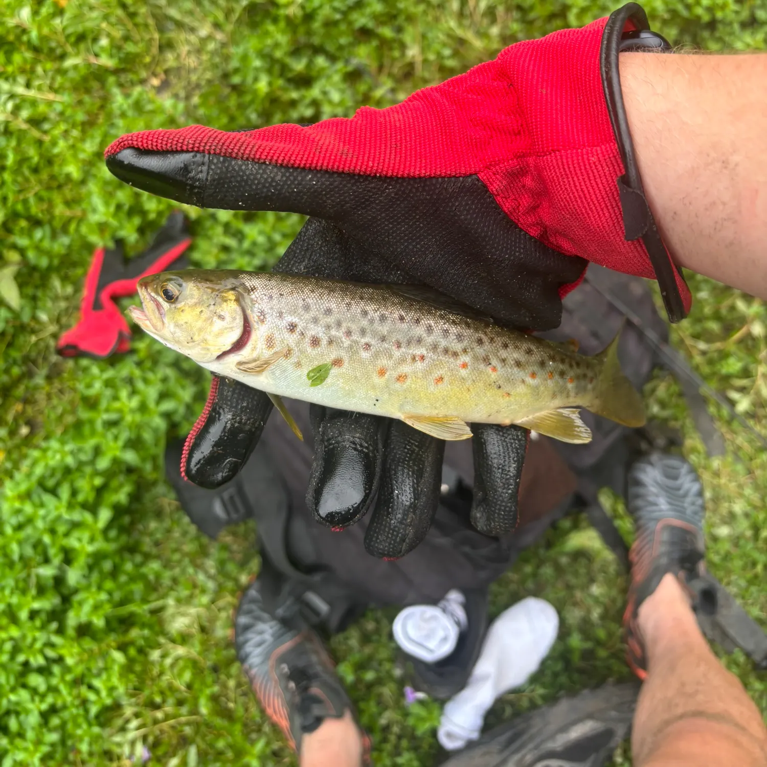 Brown trout caught on Fishbrain