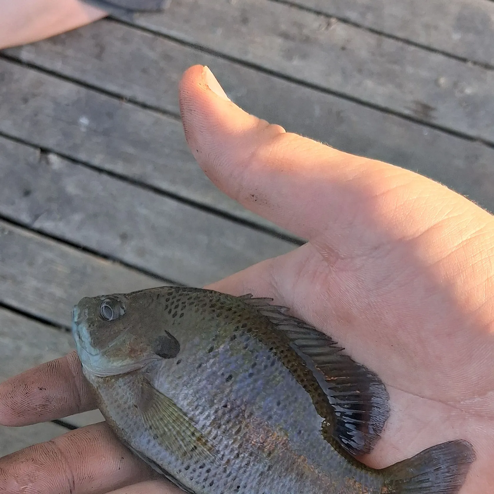 angler catch