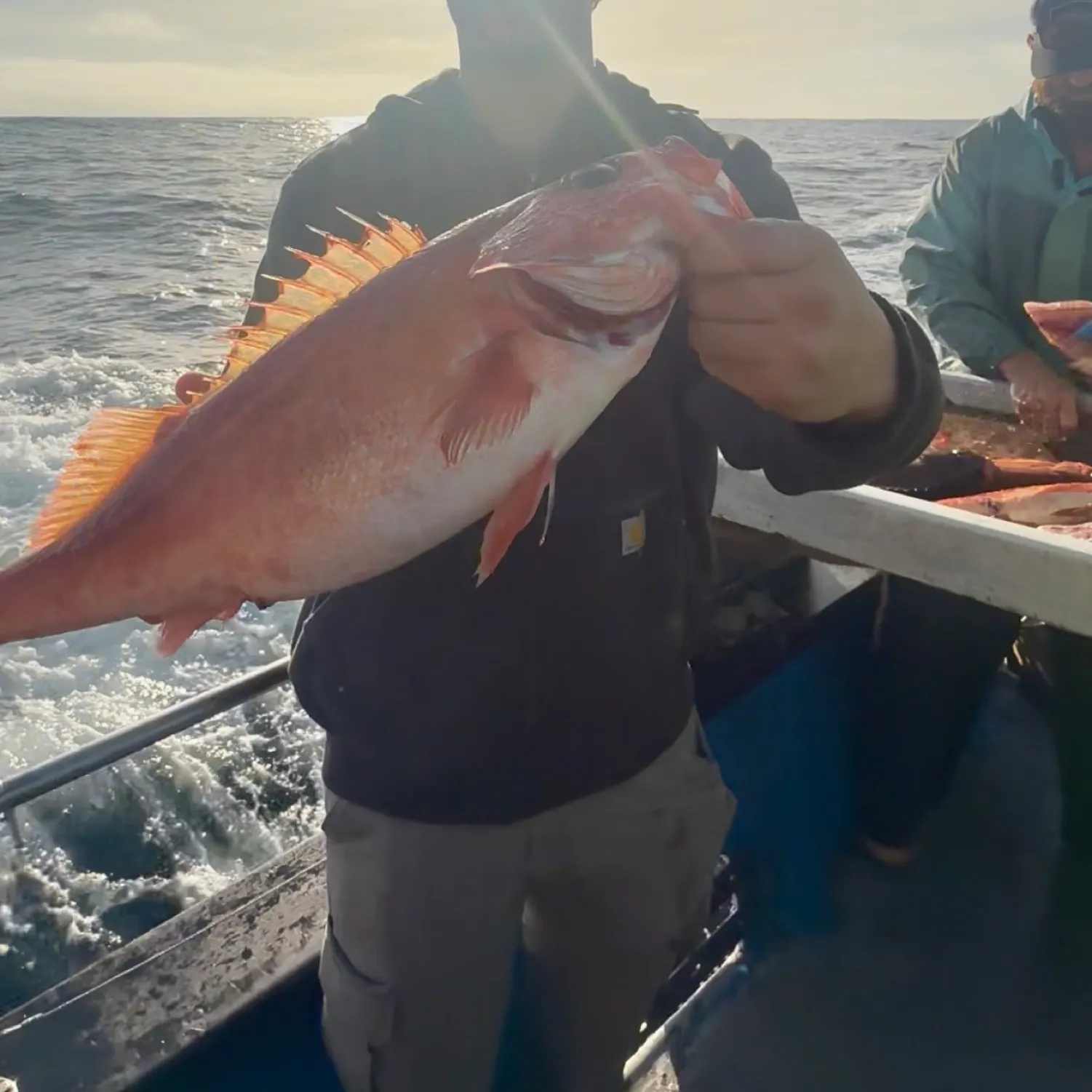 The most recent Vermilion rockfish catches on Fishbrain