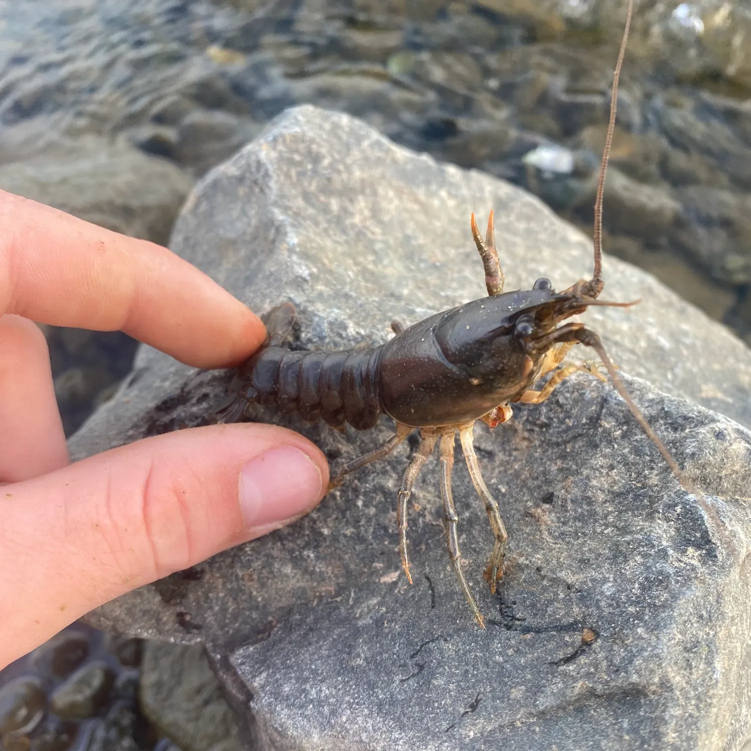 The most recent Virile crayfish catches on Fishbrain