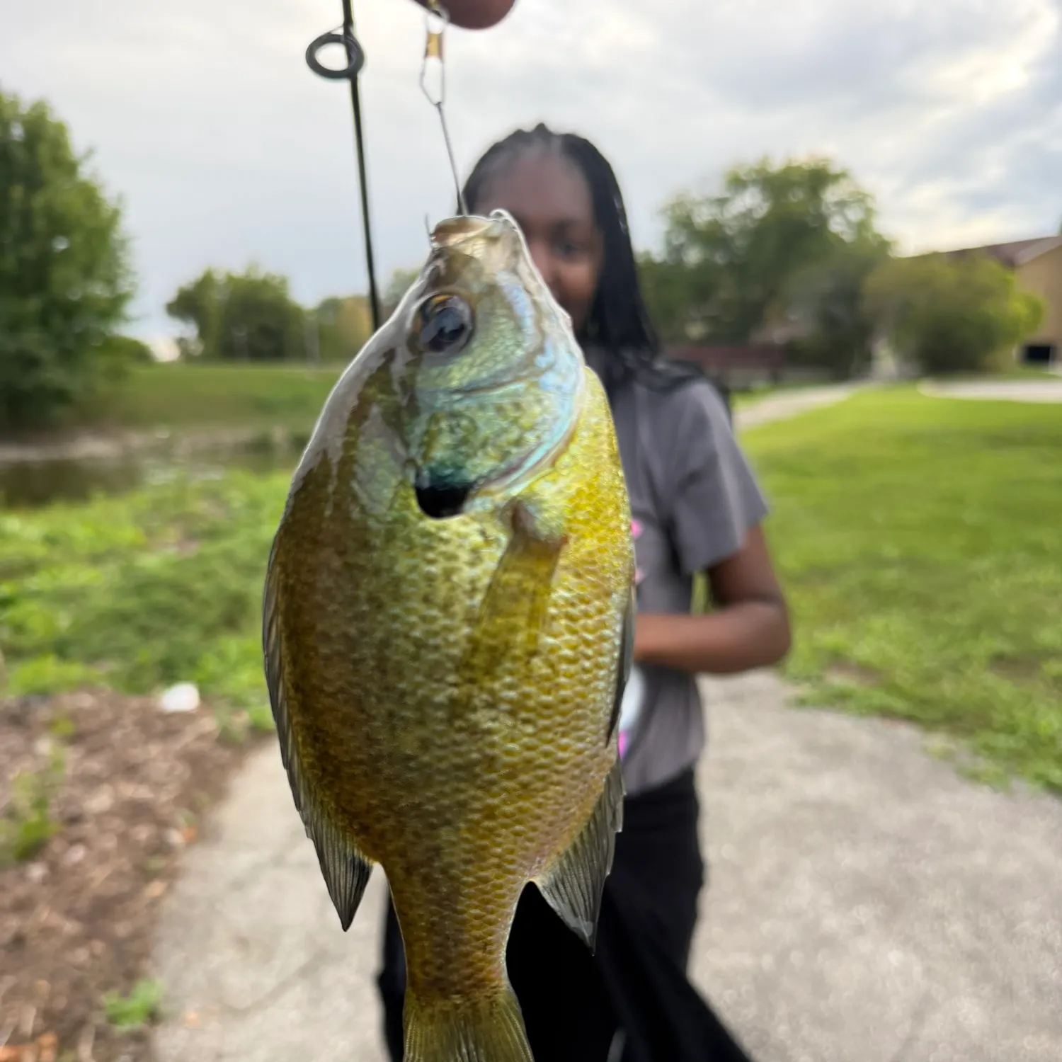 Bluegill caught on Fishbrain