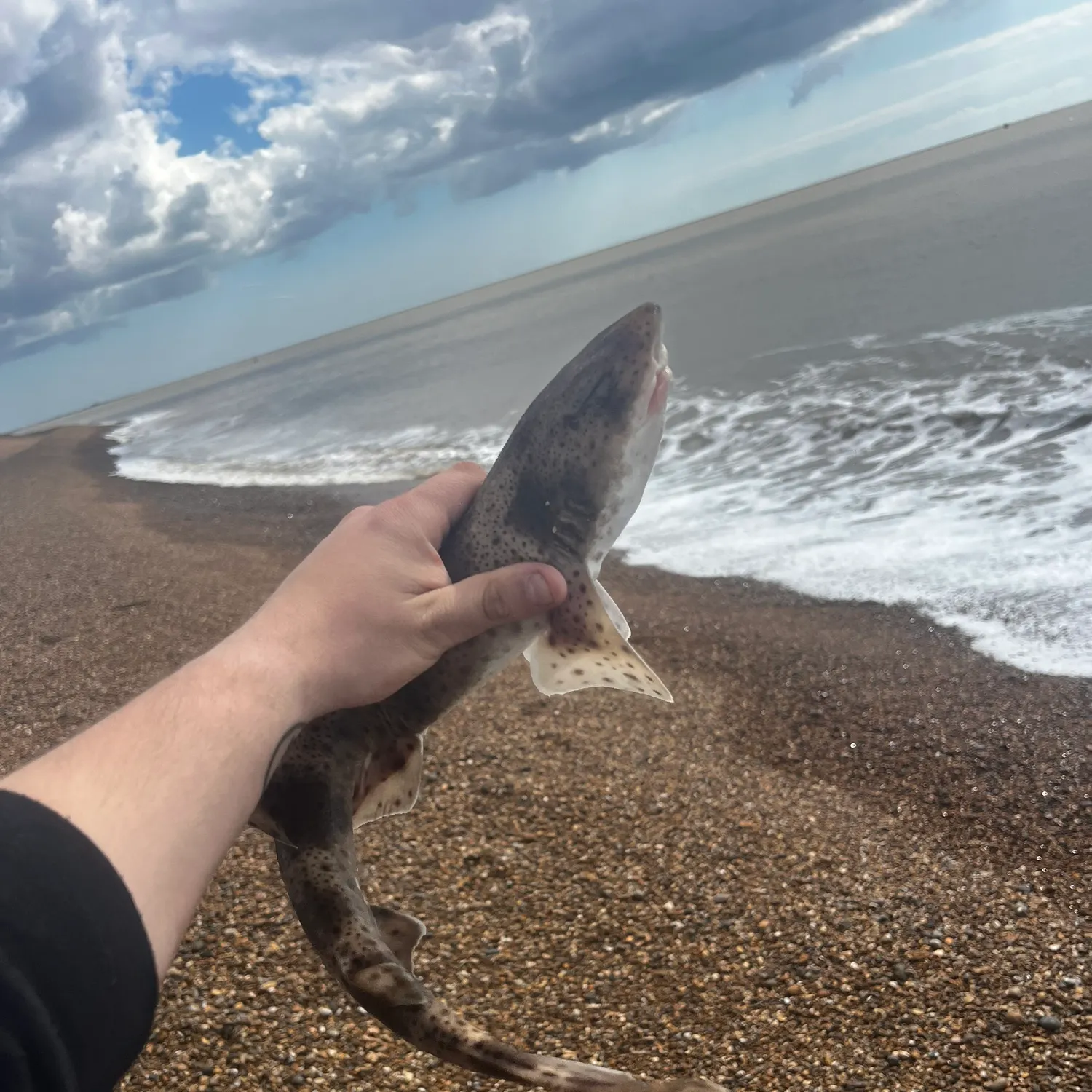 The most recent Lesser spotted dogfish catches on Fishbrain