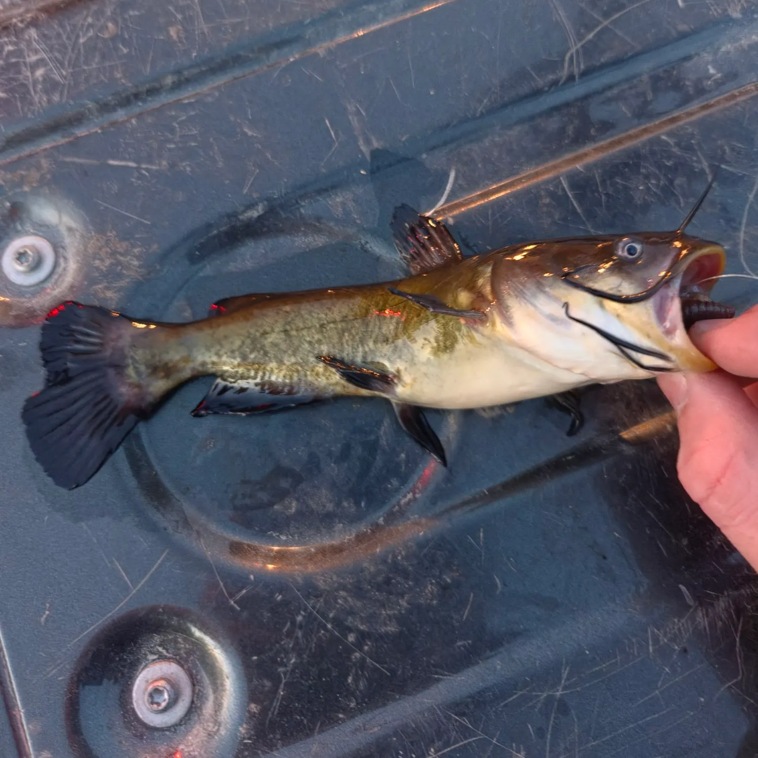 Black bullhead caught on Fishbrain