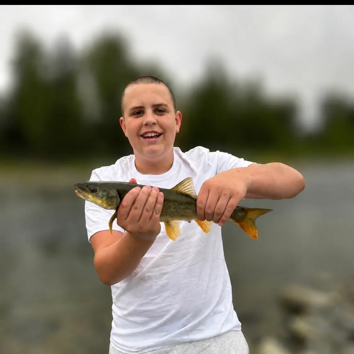 Northern pikeminnow caught on Fishbrain
