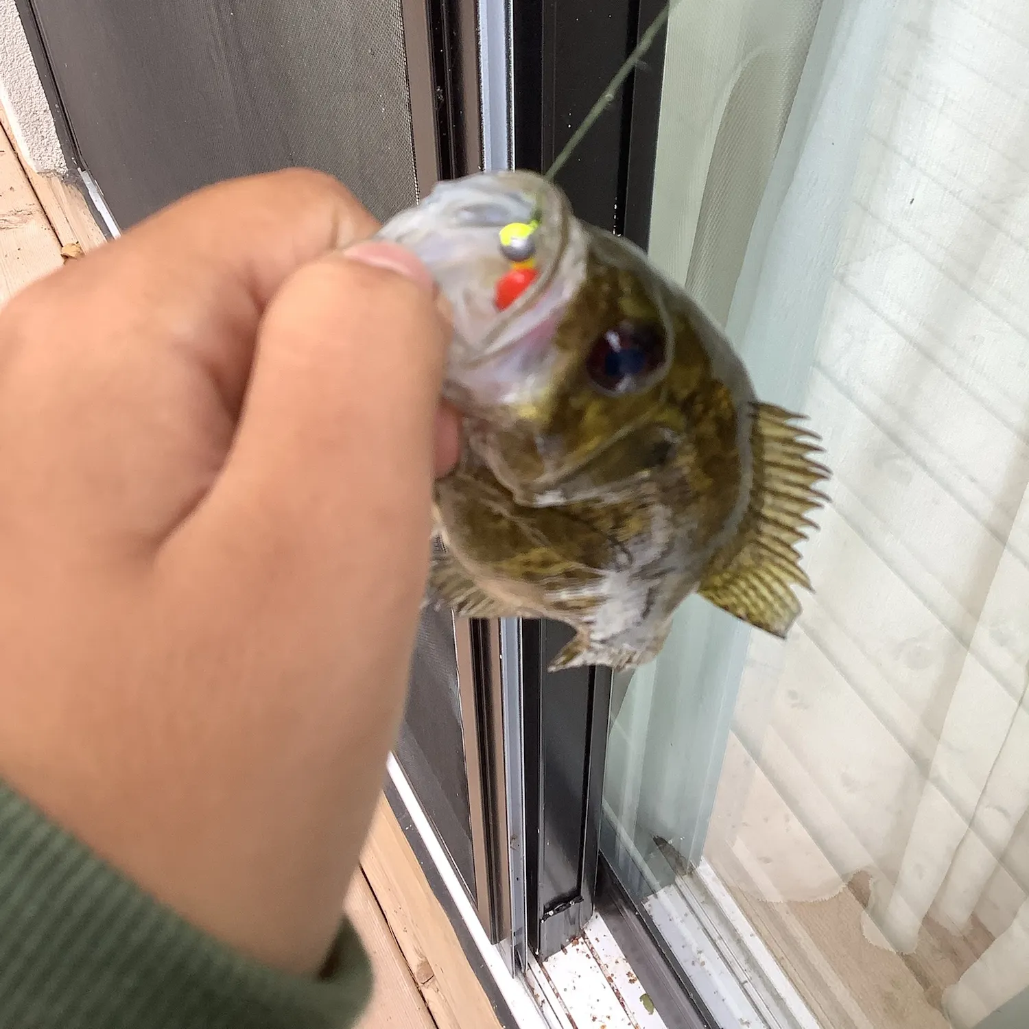 Rock bass caught on Fishbrain