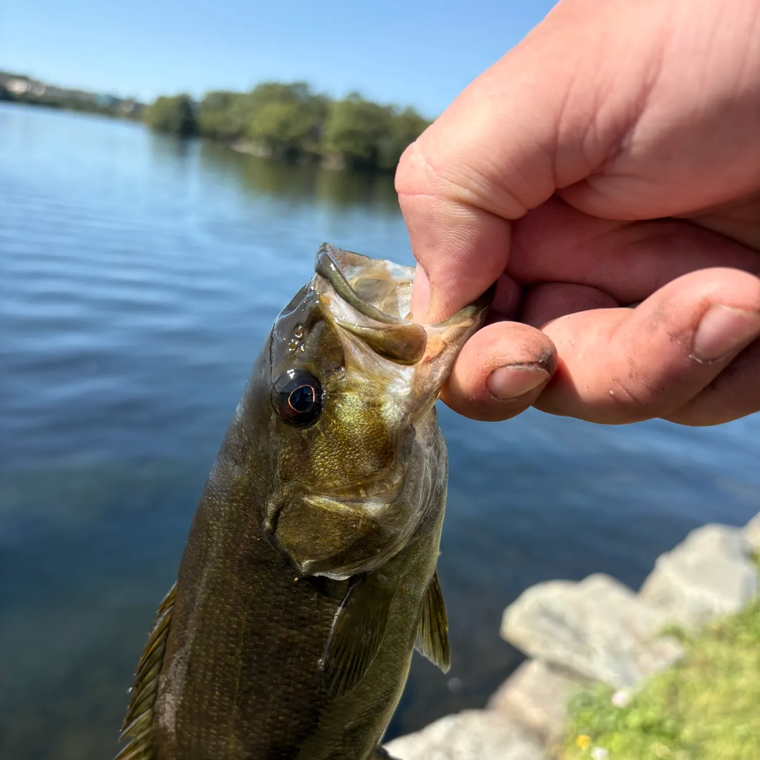 Smallmouth bass caught on Fishbrain