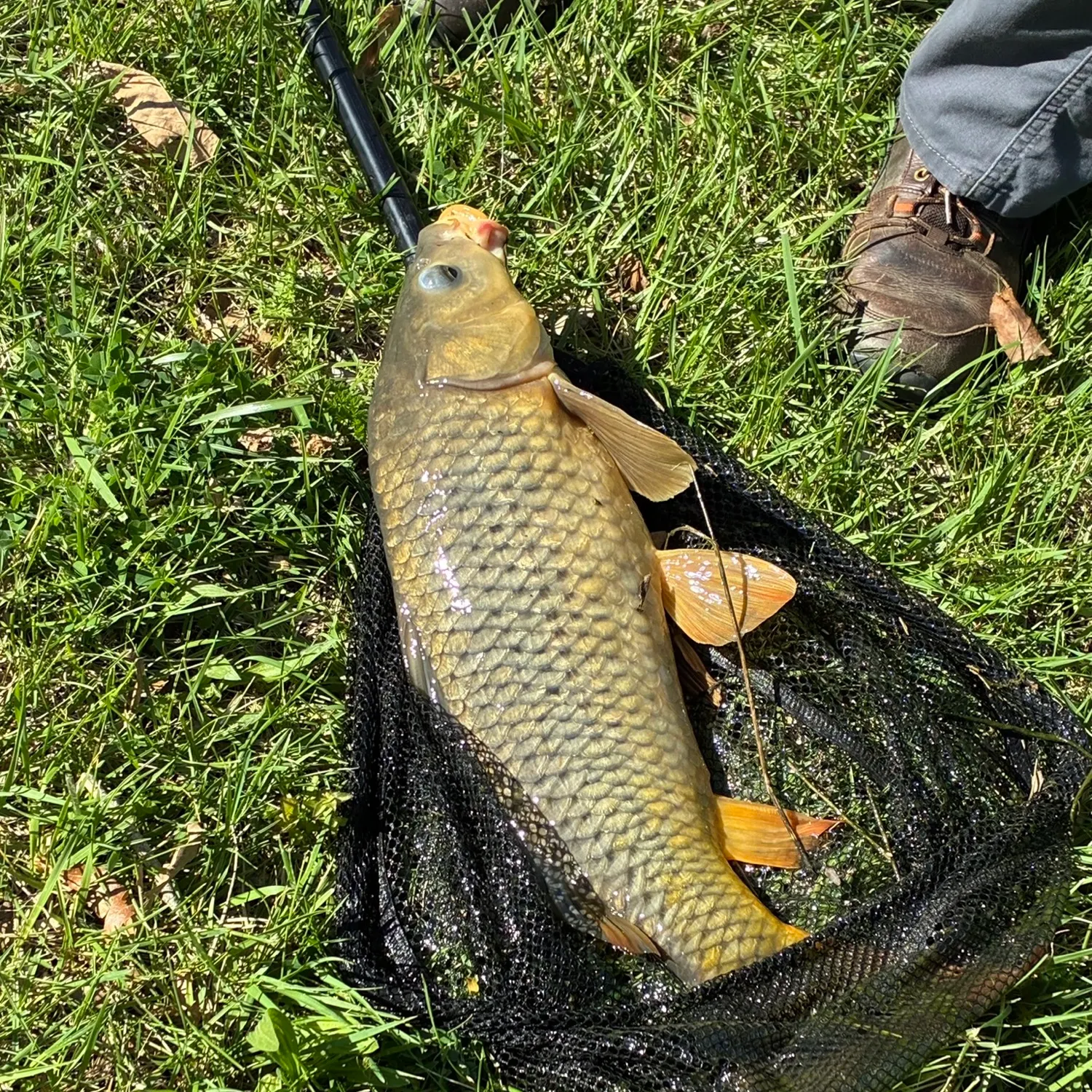 Common carp caught on Fishbrain