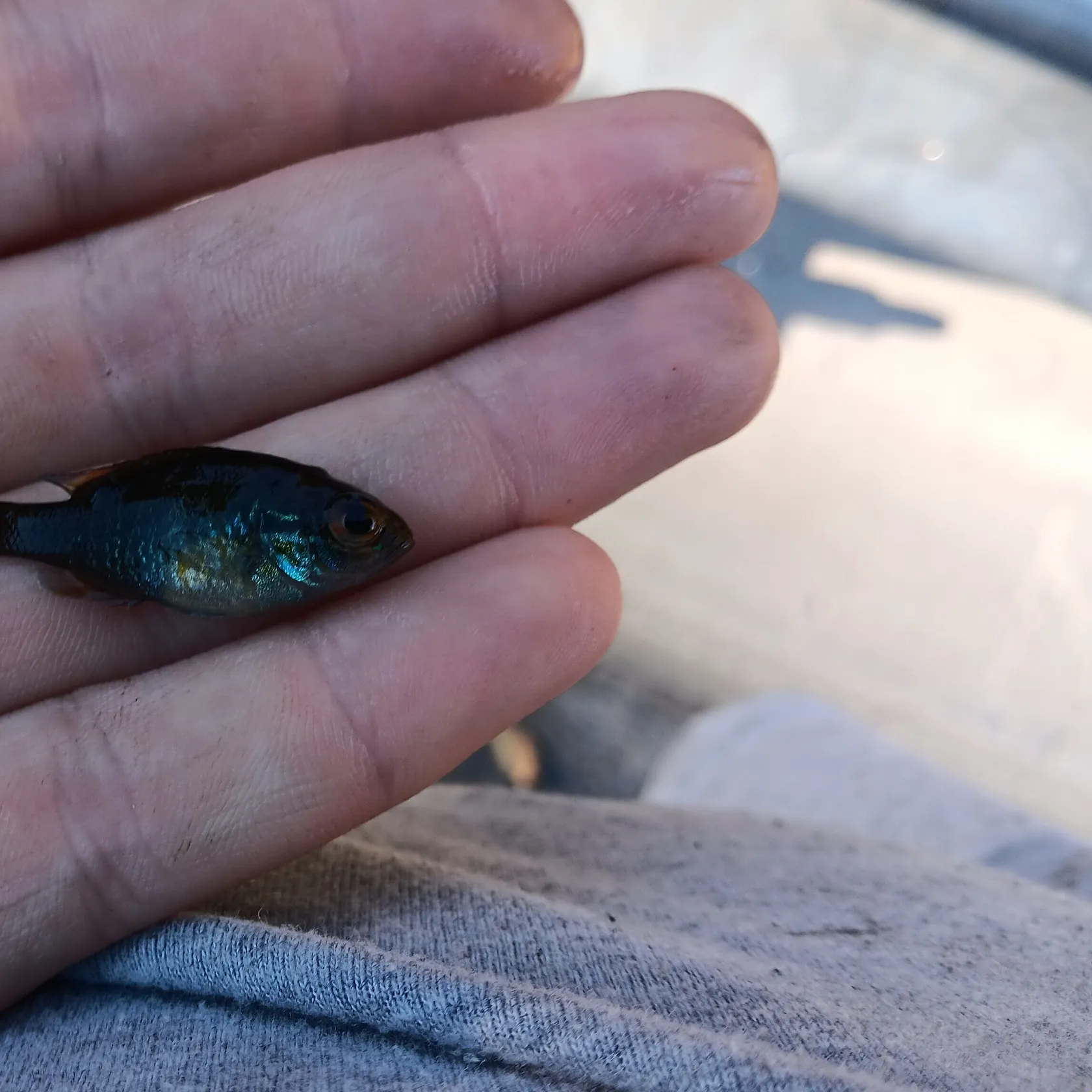 Pumpkinseed caught on Fishbrain