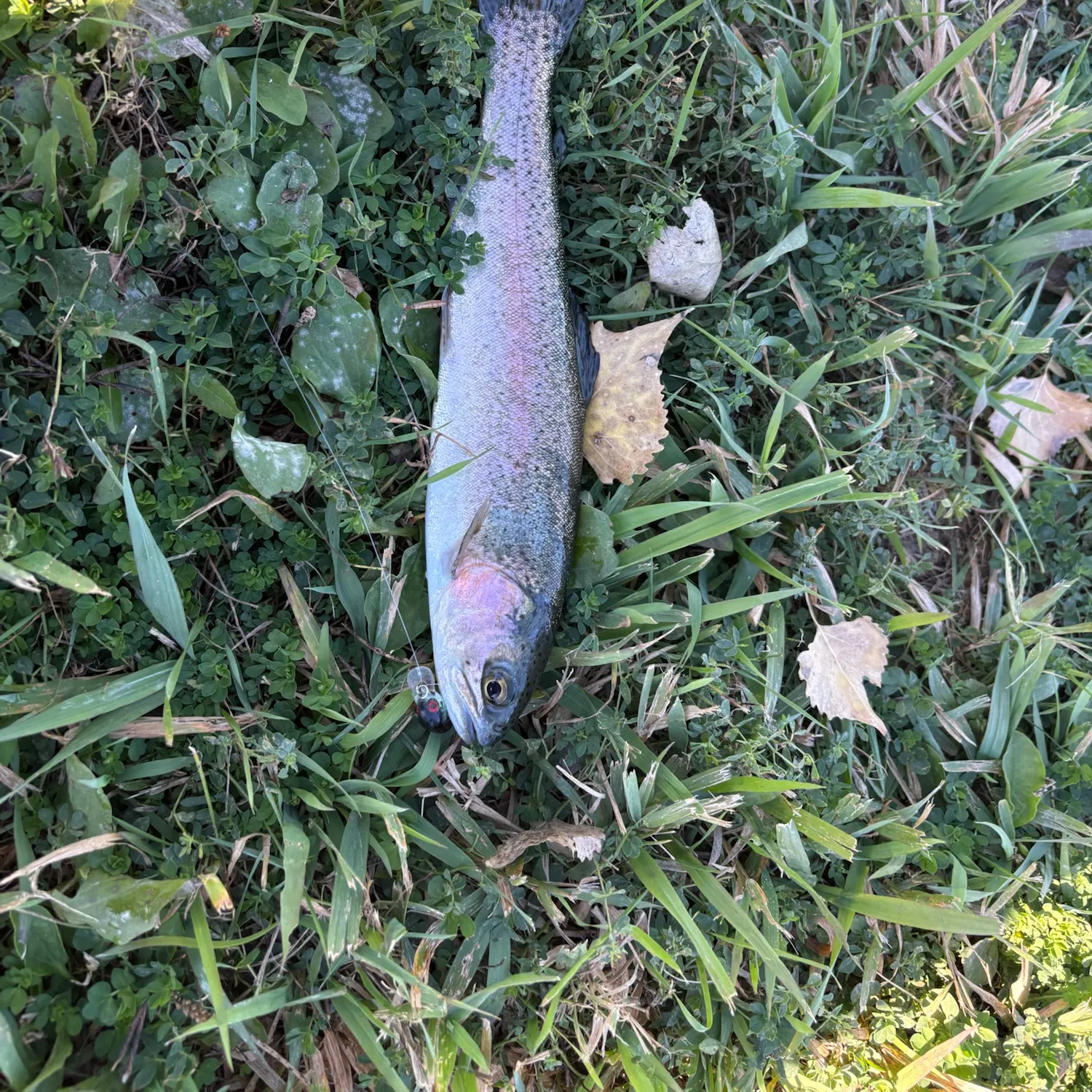Rainbow trout caught on Fishbrain