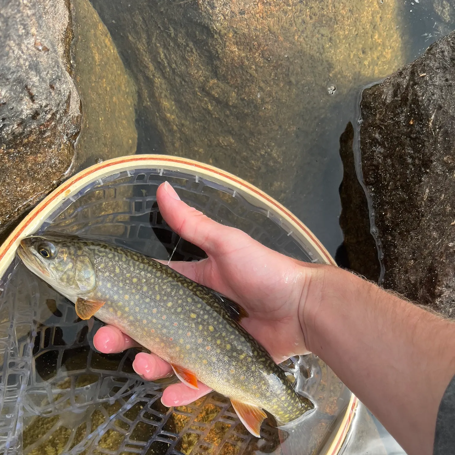 The most recent Splake catches on Fishbrain