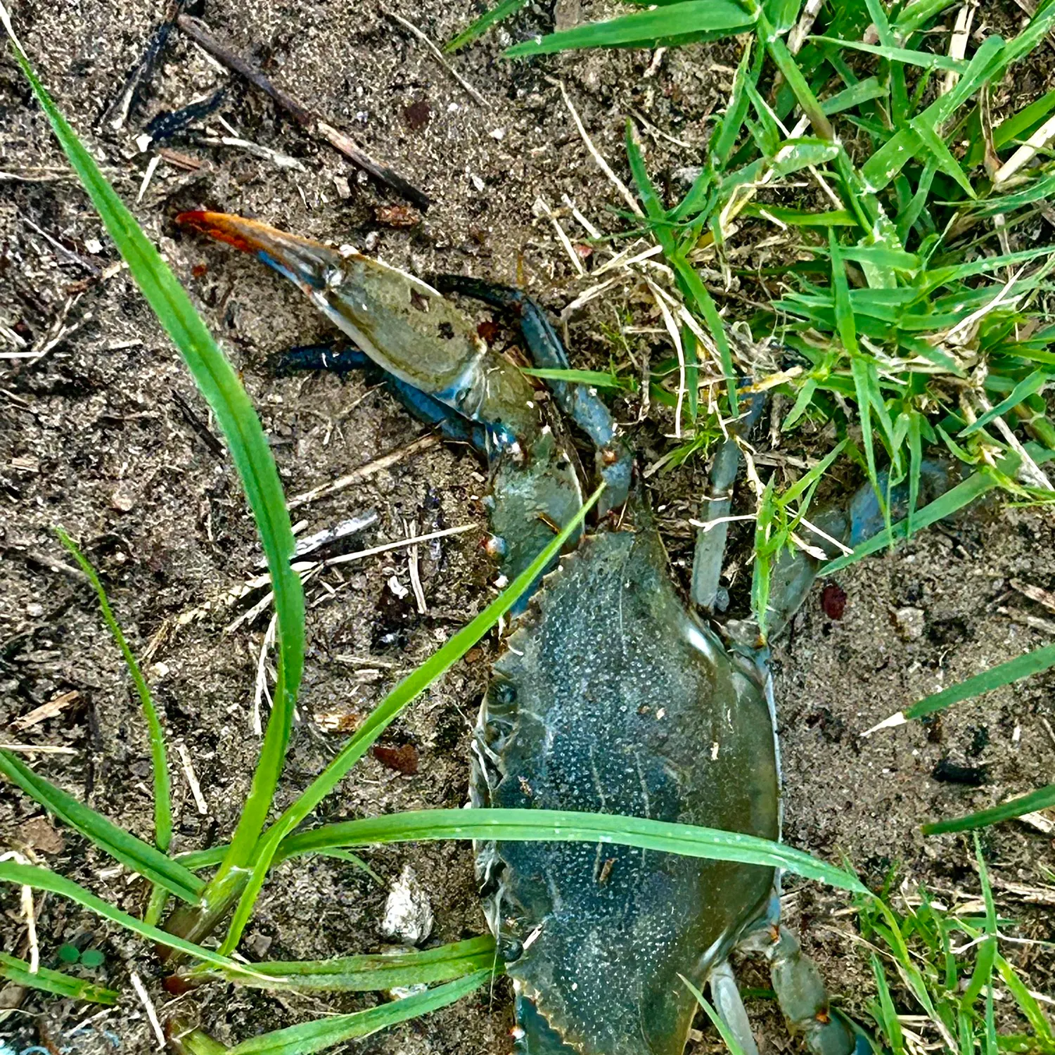 The most recent Blue crab catches on Fishbrain