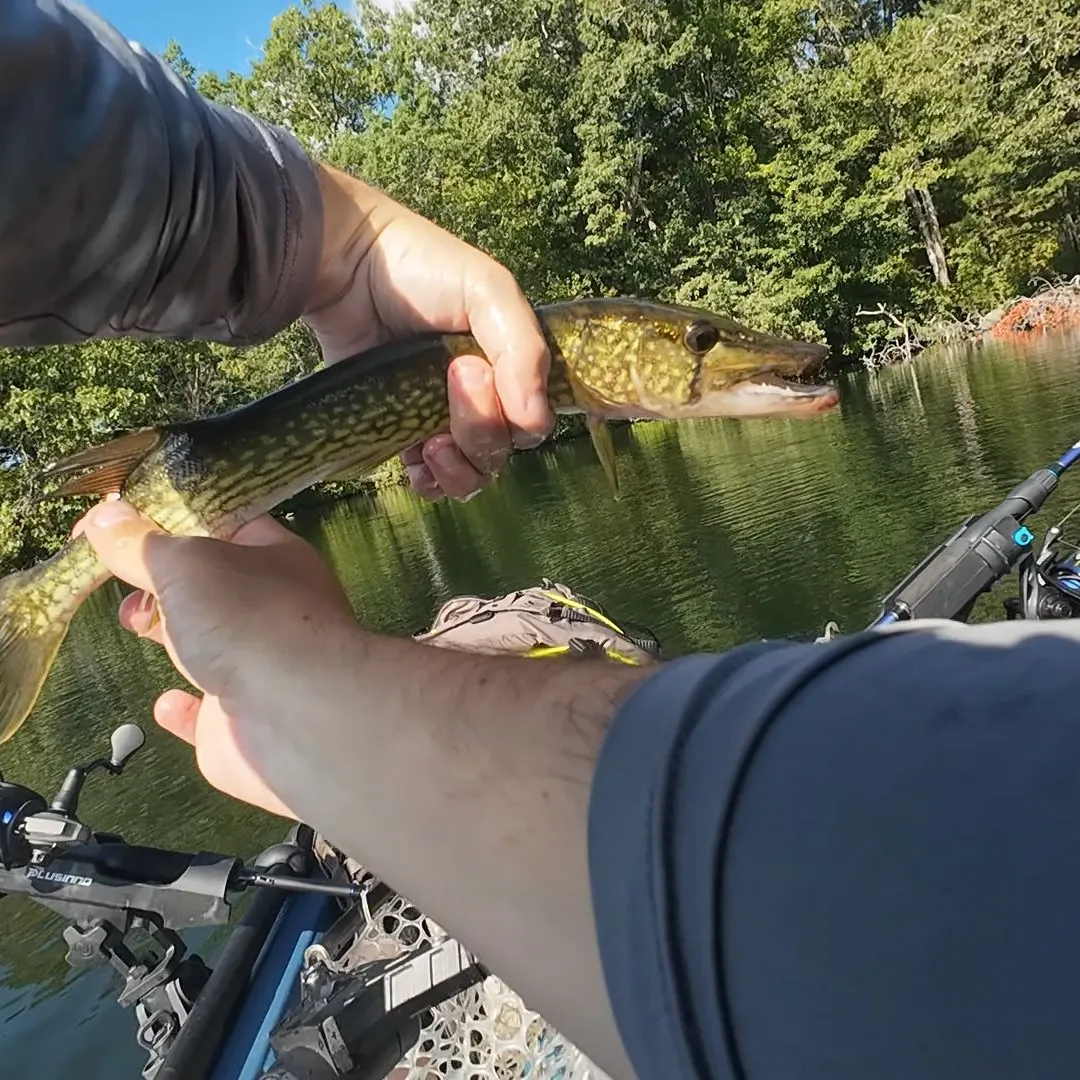 Chain pickerel caught on Fishbrain