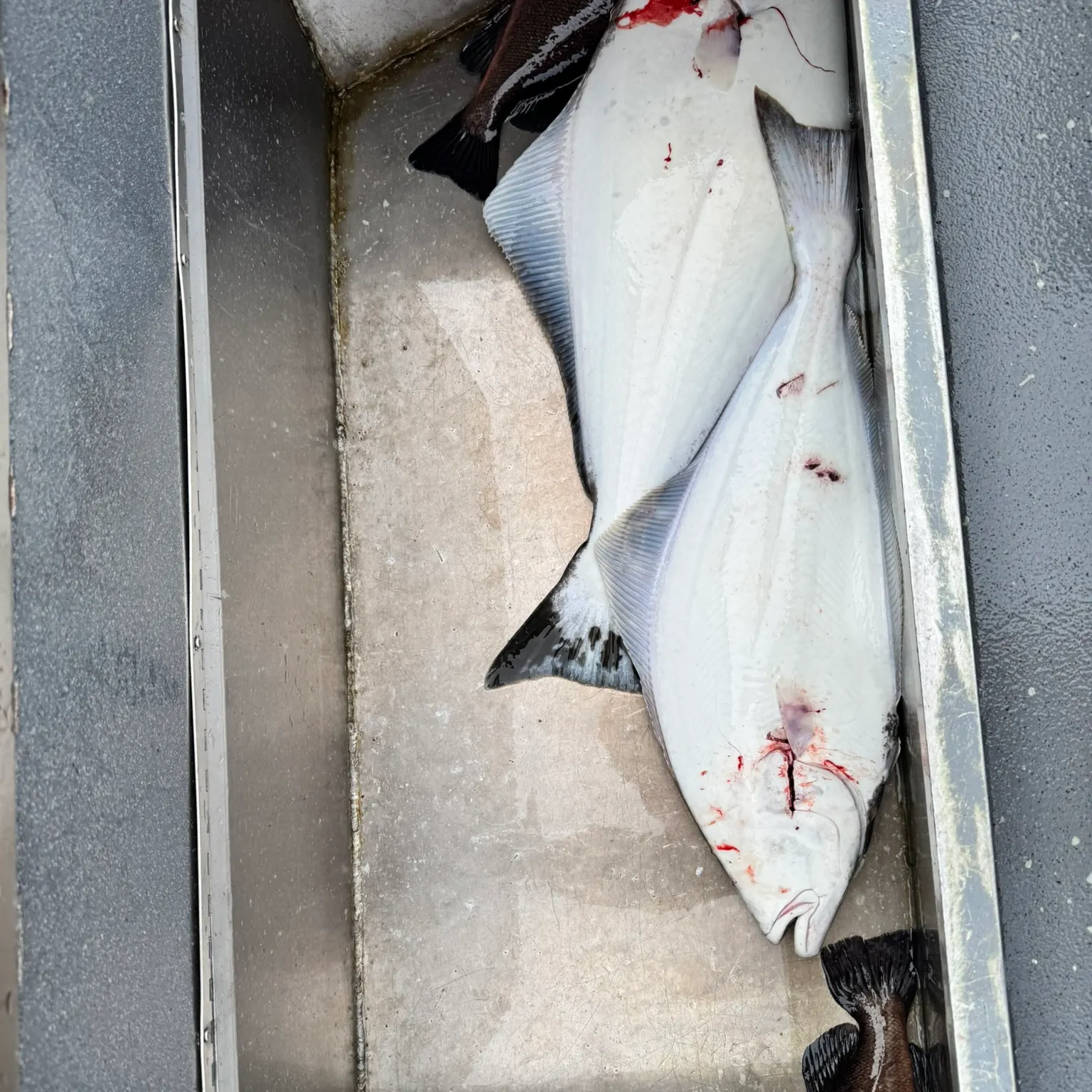 The most recent Pacific halibut catches on Fishbrain