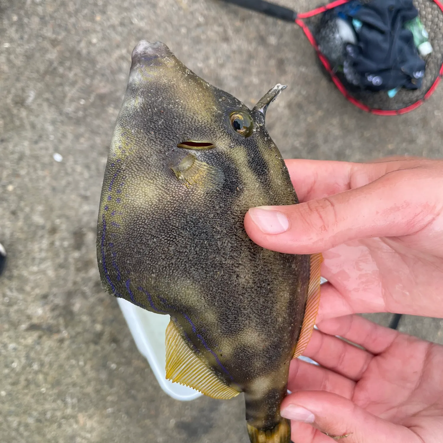 The most recent Yellowfin leatherjacket catches on Fishbrain