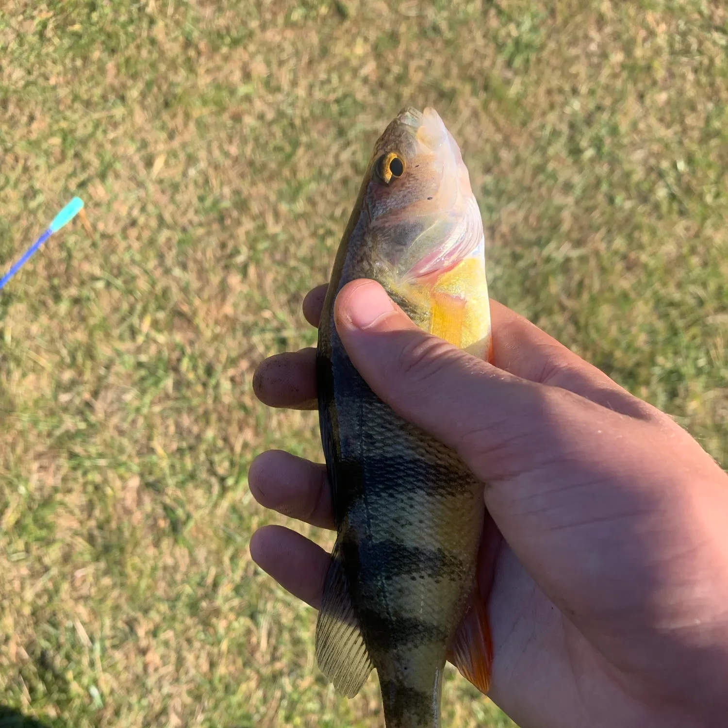 Yellow perch caught on Fishbrain