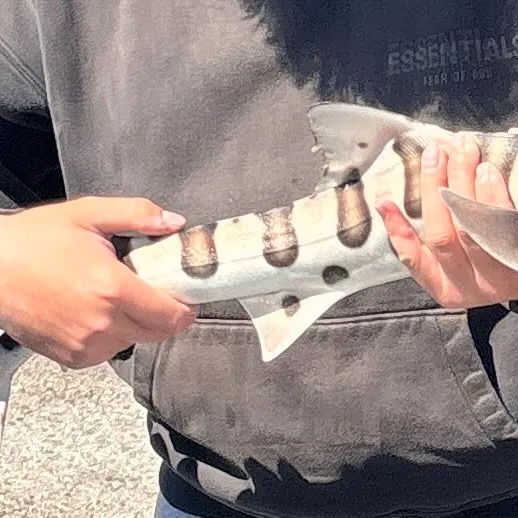 The most recent Leopard shark catches on Fishbrain