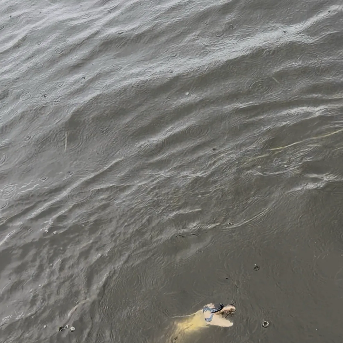 Fish caught on Fishbrain
