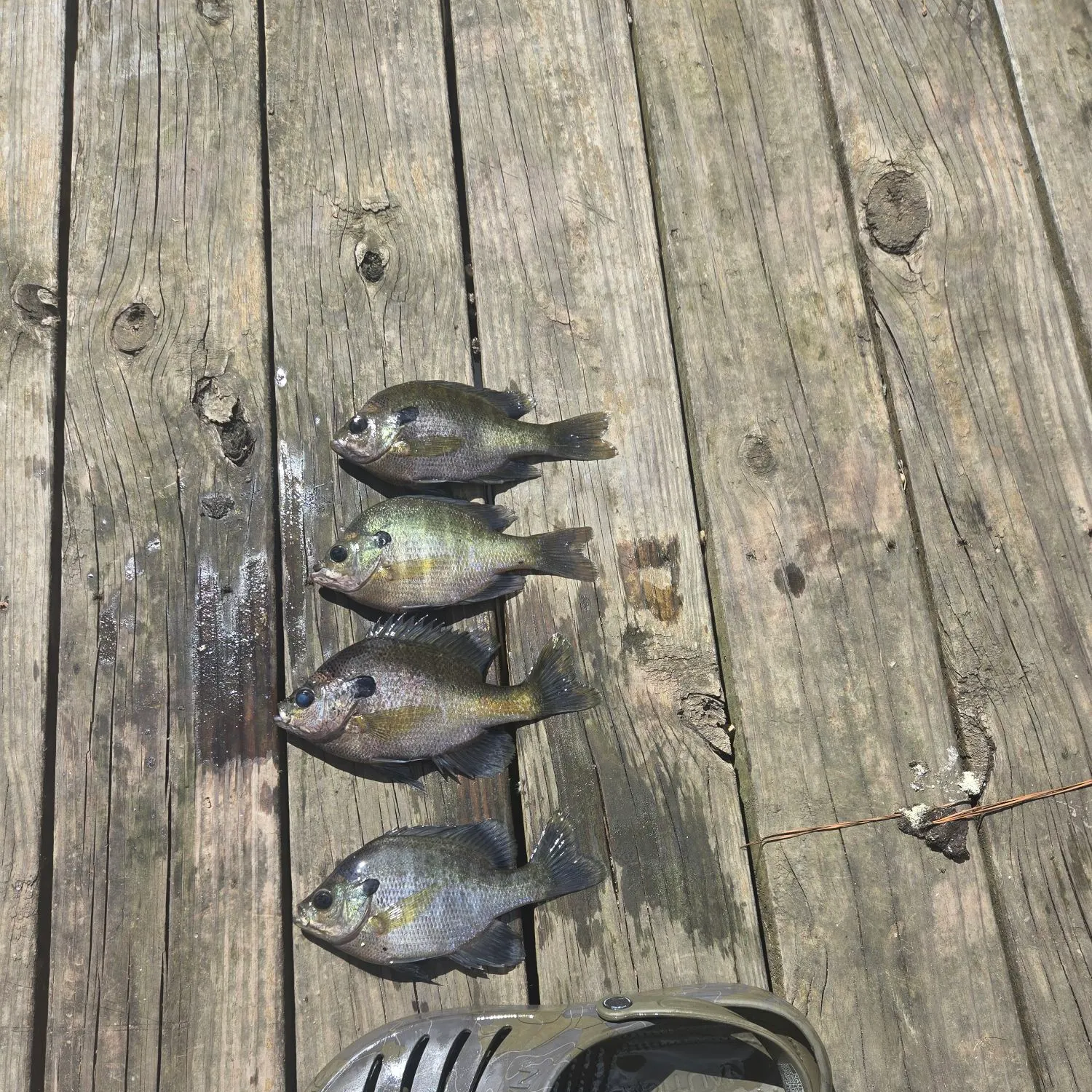 recently logged catches