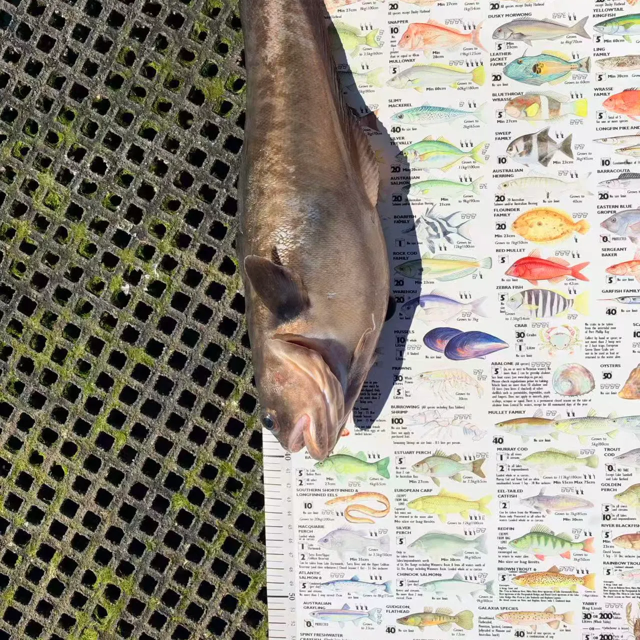 The most recent Rock cod catches on Fishbrain