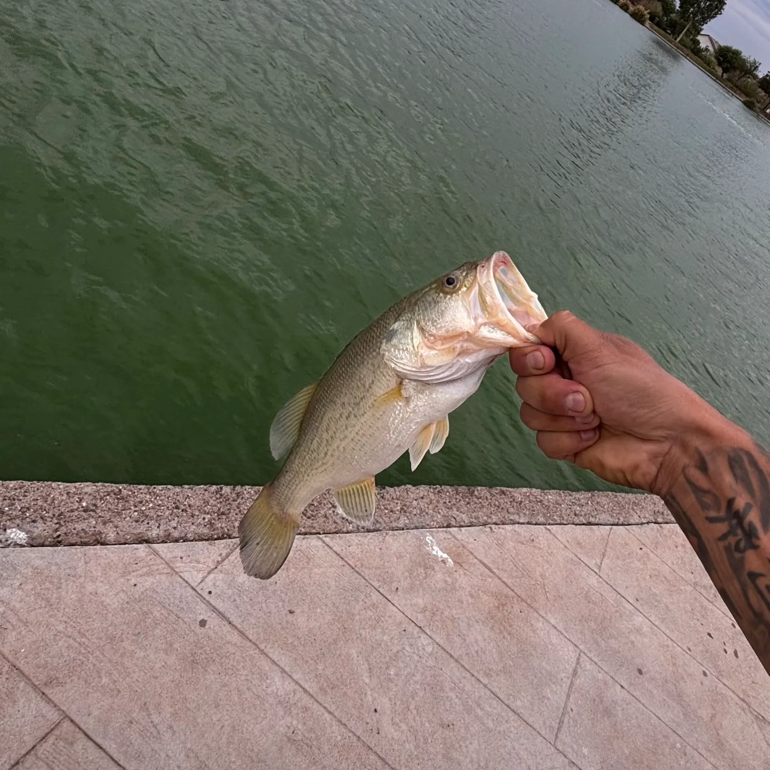 Largemouth bass caught on Fishbrain
